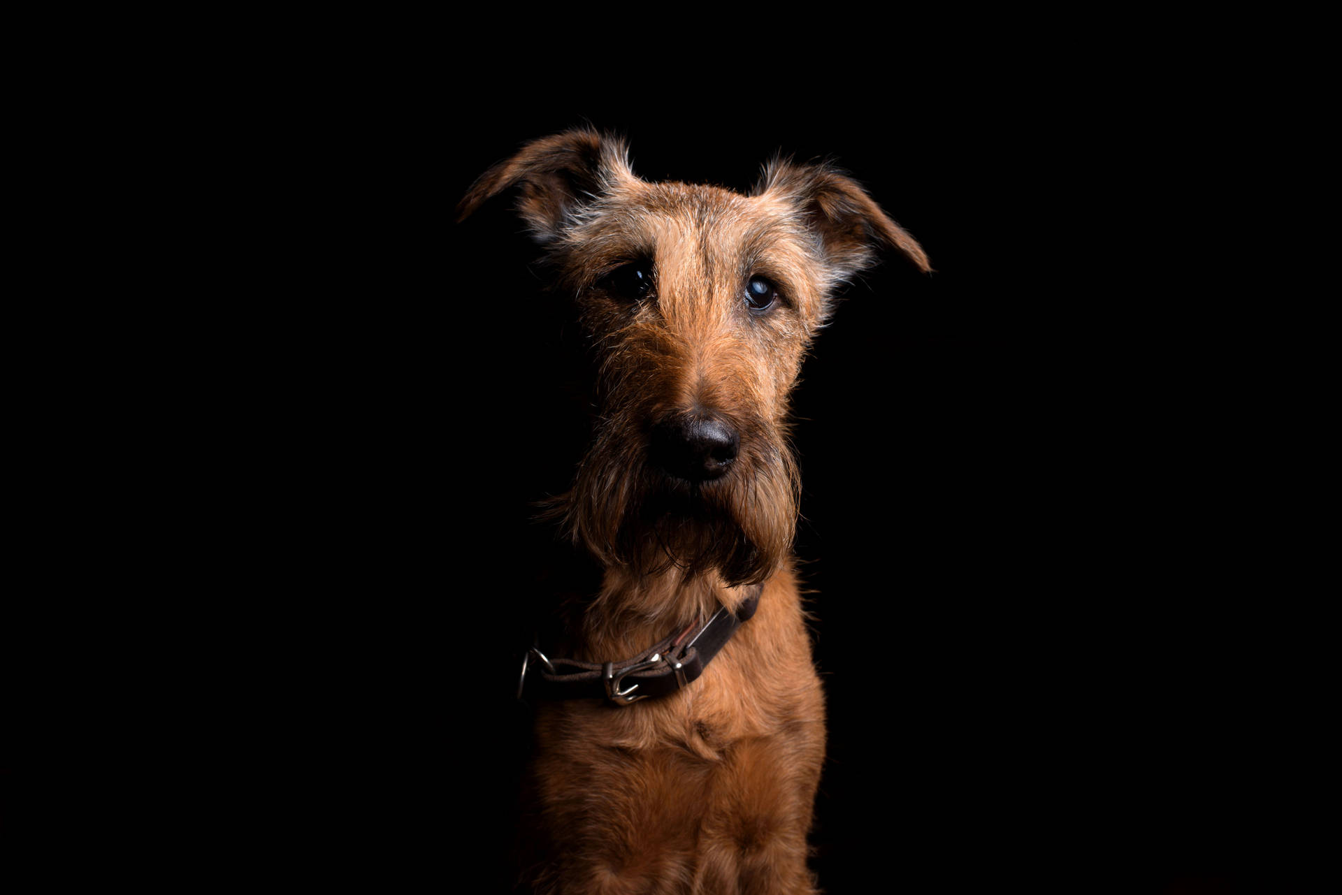 Irish Terrier Dog Background