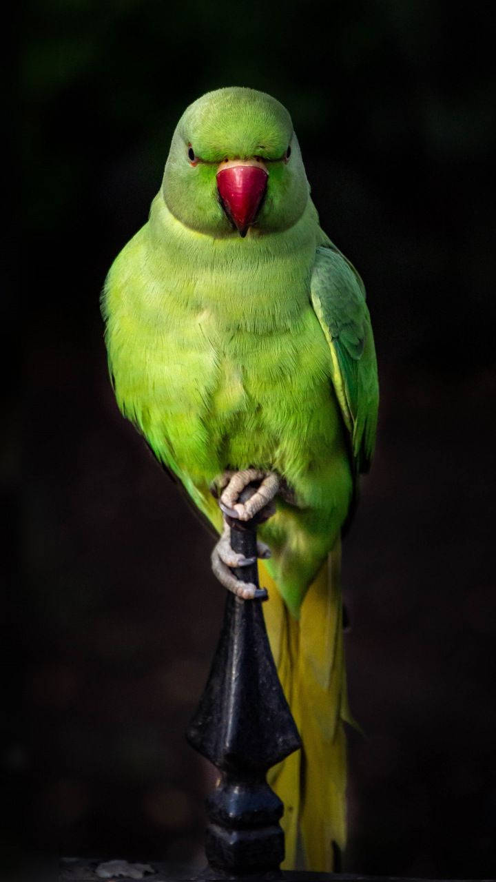 Iron Perch Green Parrot Hd Background
