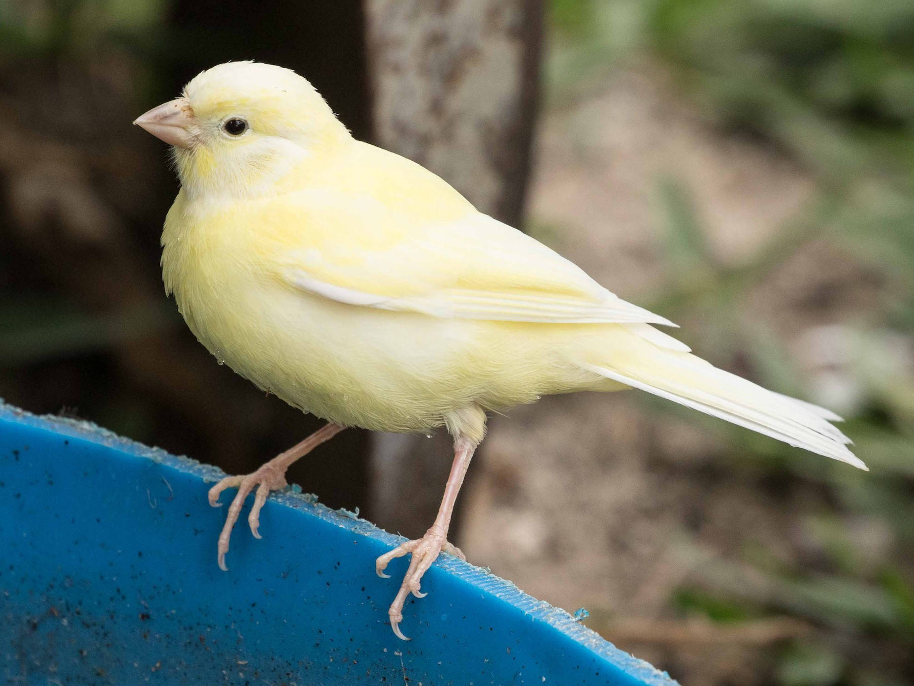 Island Canary Bird On An Edge Background