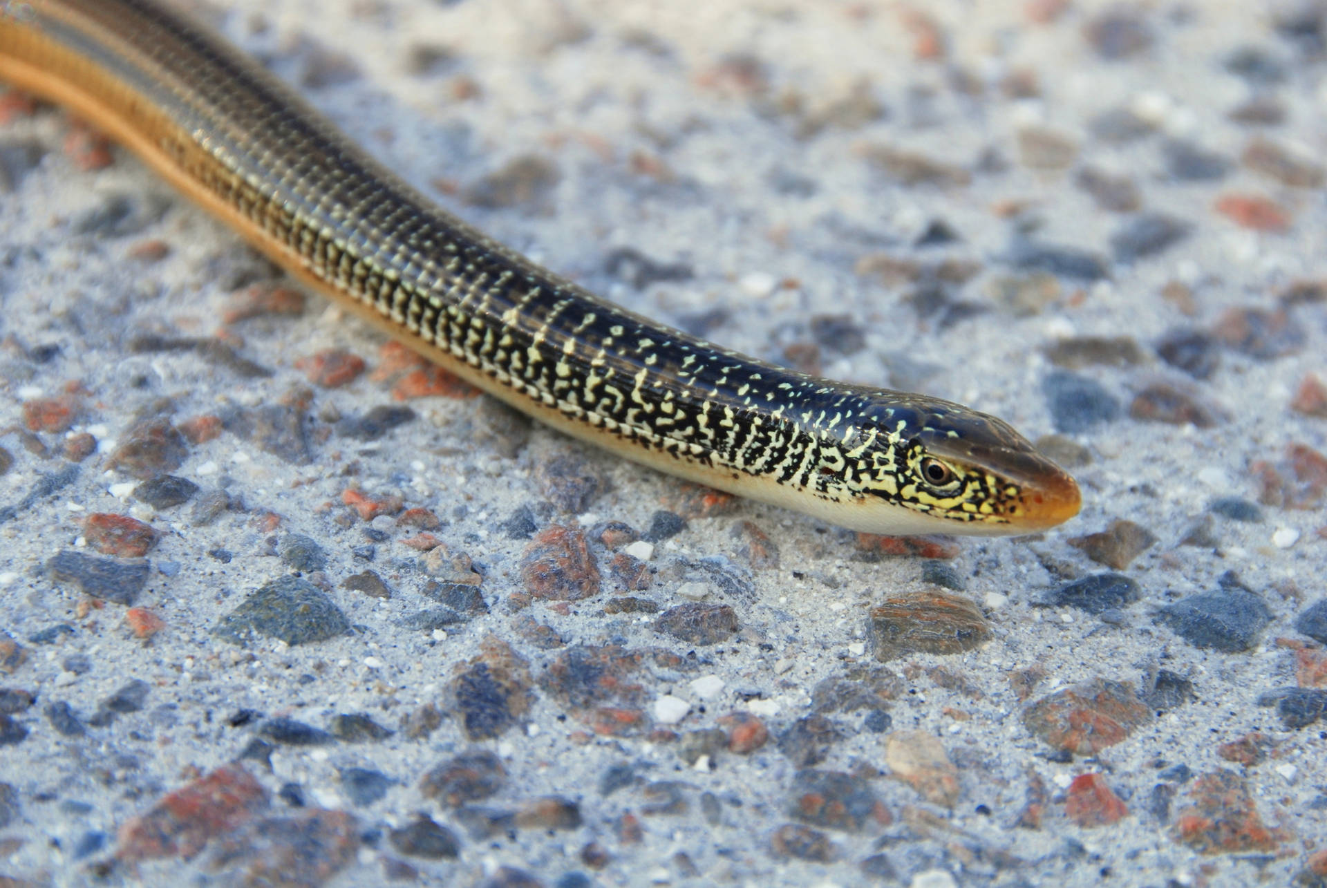 Island Glass Lizard Head Close-up