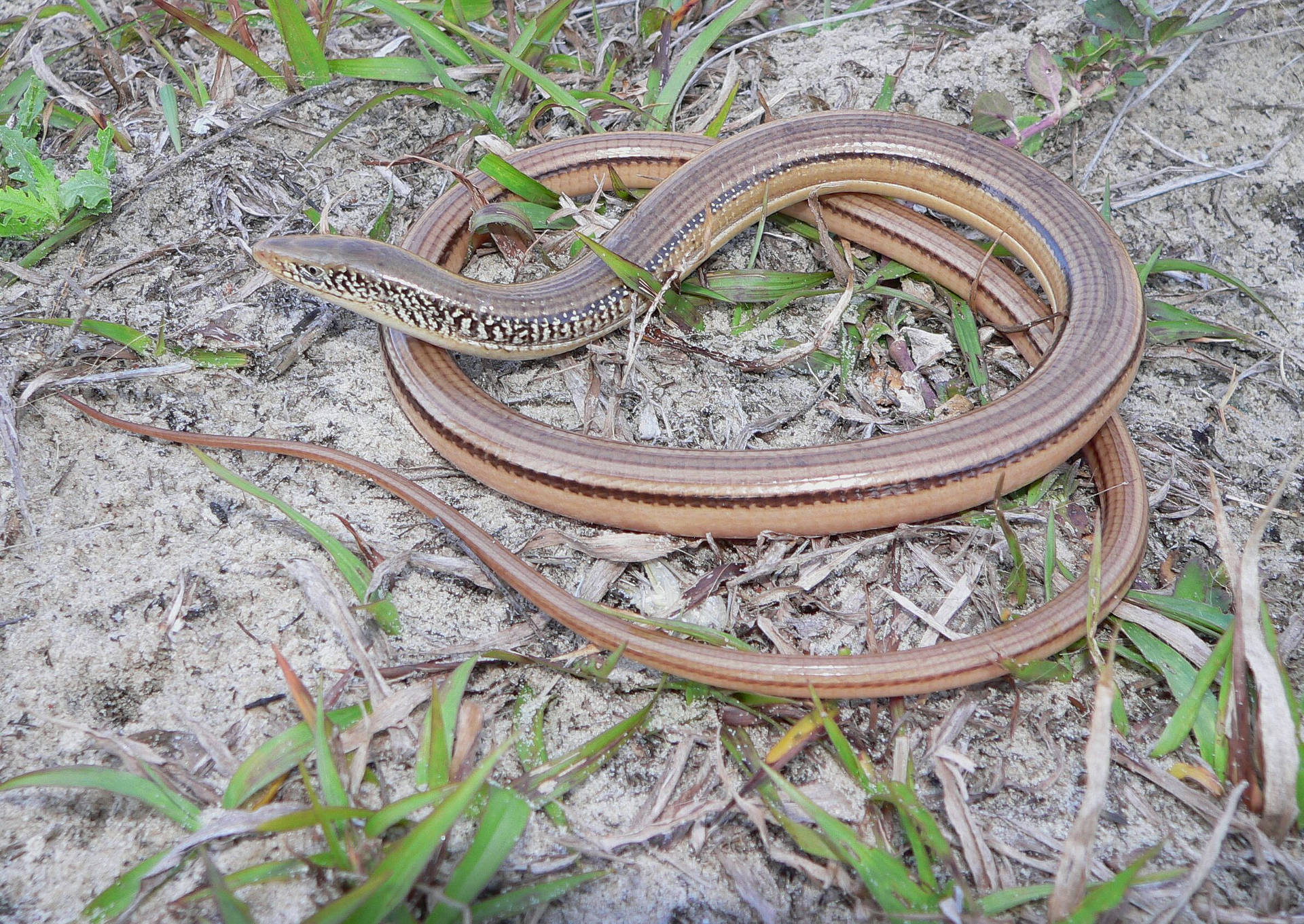 Island Glass Lizard Slithers On Ground