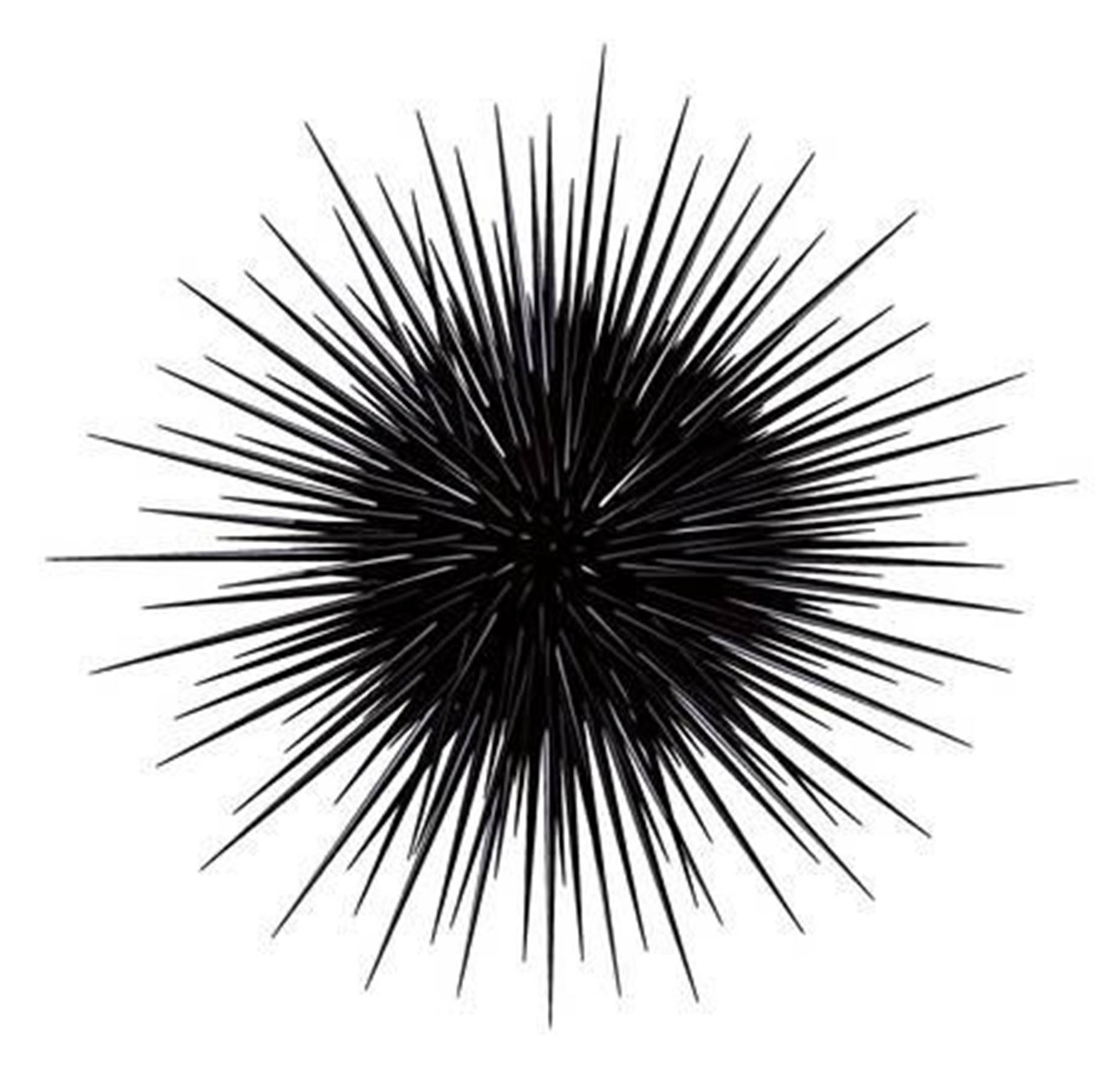 Isolated Black Sea Urchin With Long Spine Background