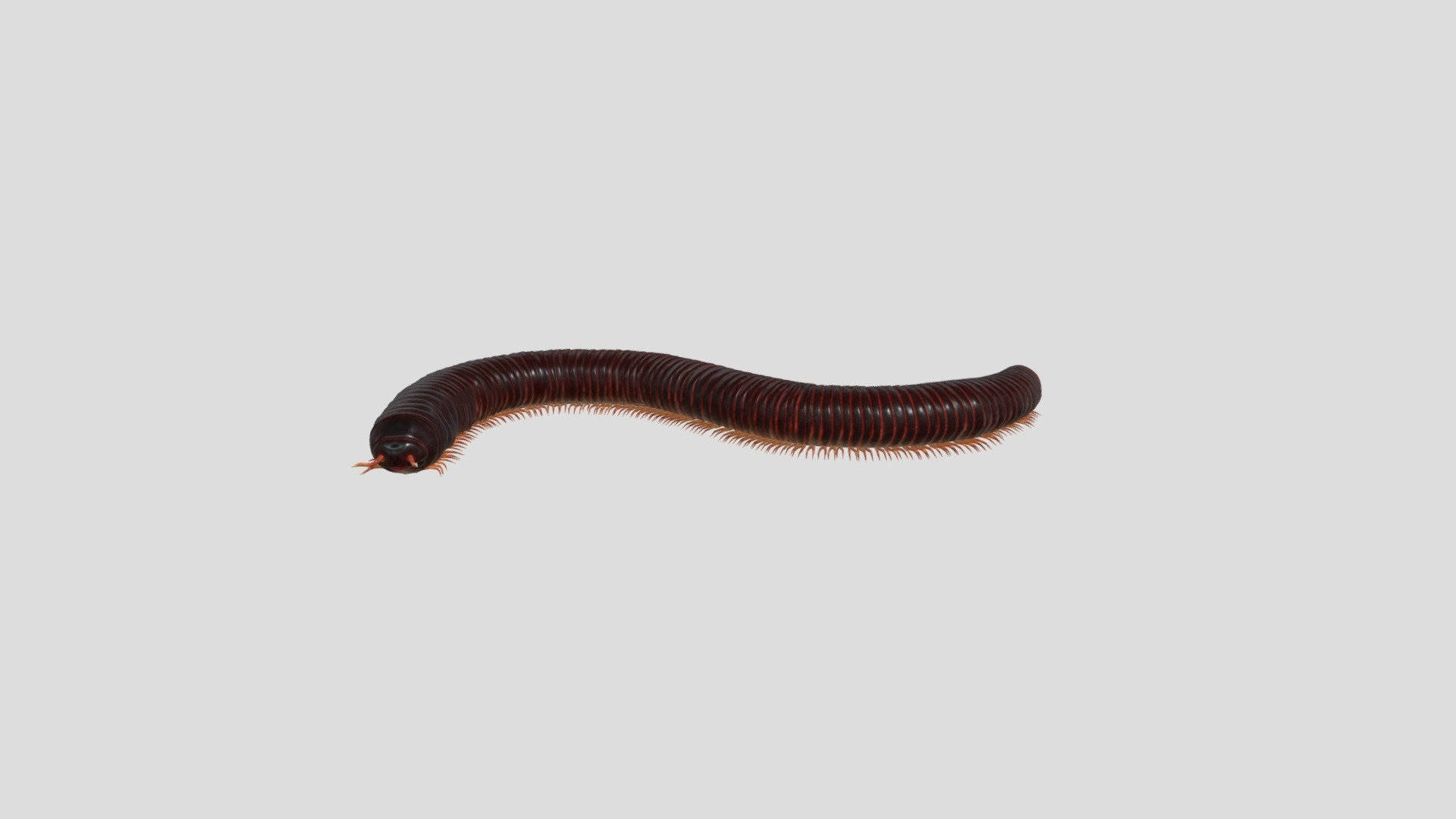 Isolated Spirostreptus Millipede Background