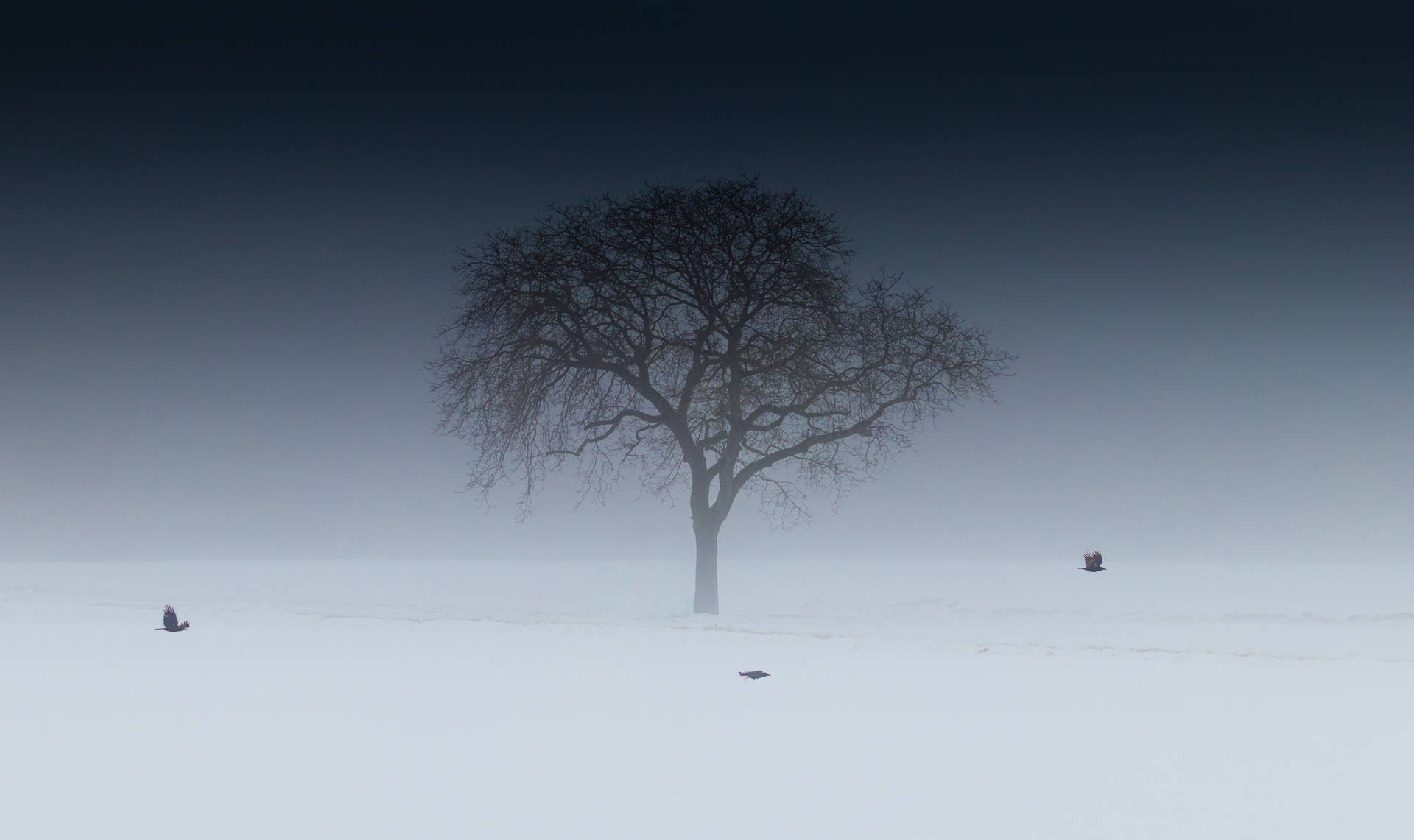 Isolated Tree Winter Desktop Background