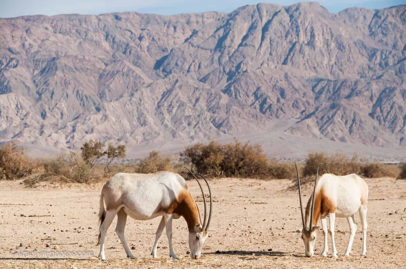 Israel Oryx Hai-bar Reserve Background