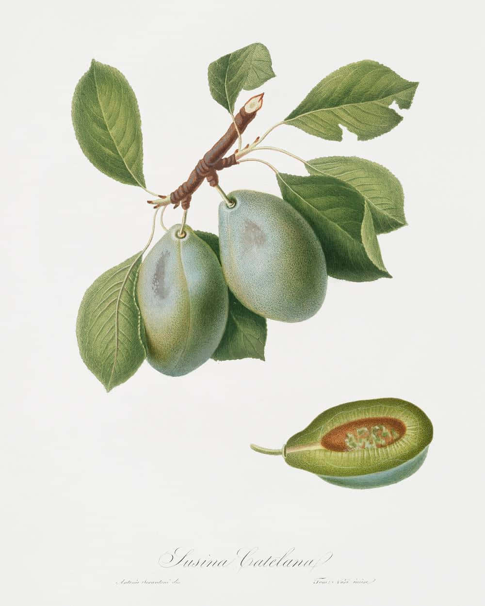 Italian Prune Green Plum Illustration Background