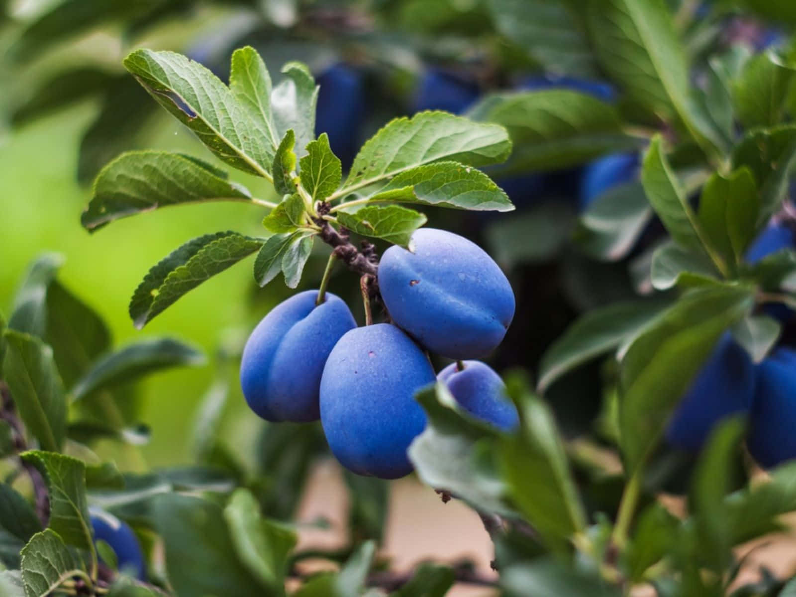 Italian Prune Plum Blue Violet Plant Background