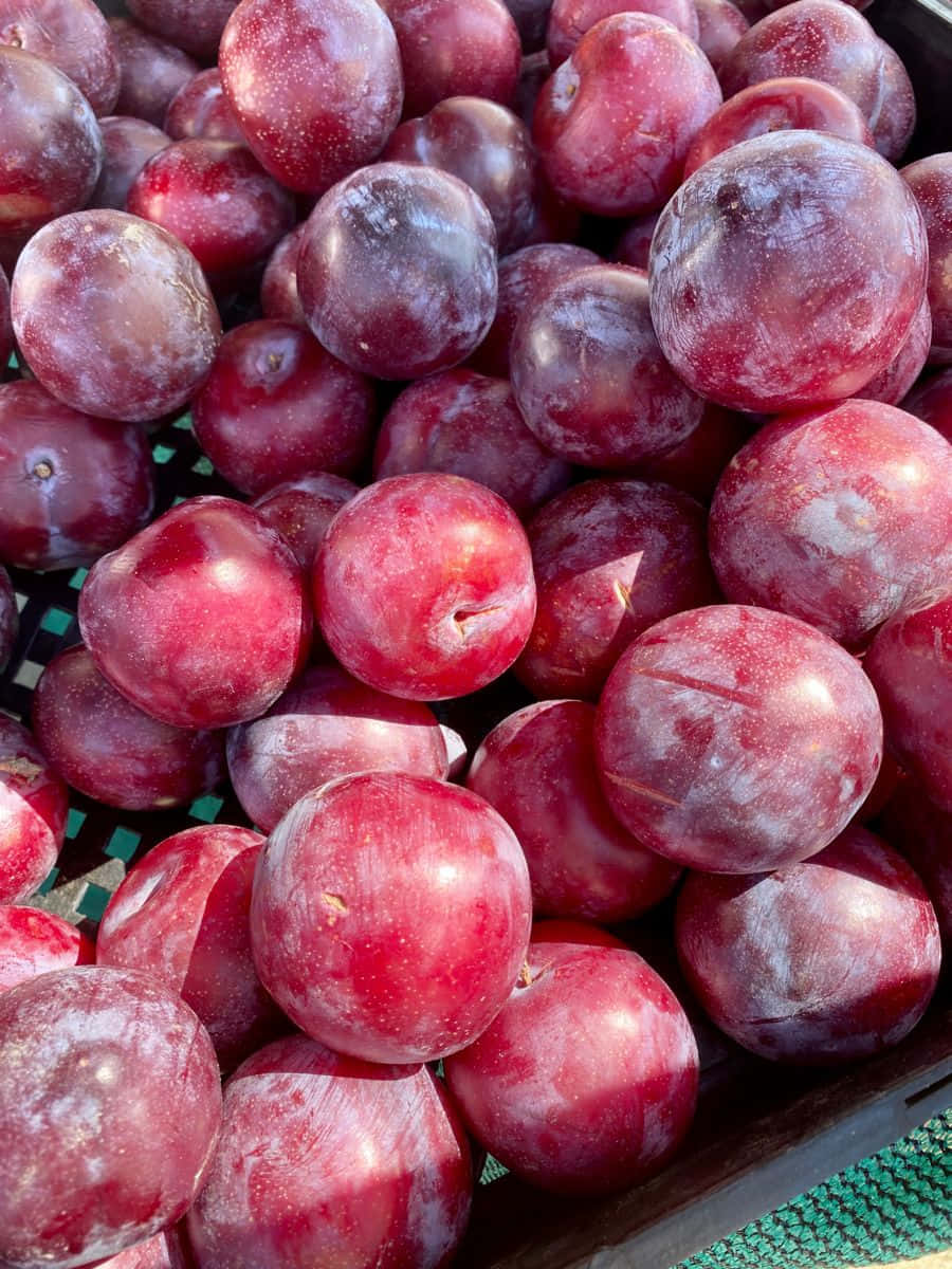 Italian Prune Plum Red Foliage Background