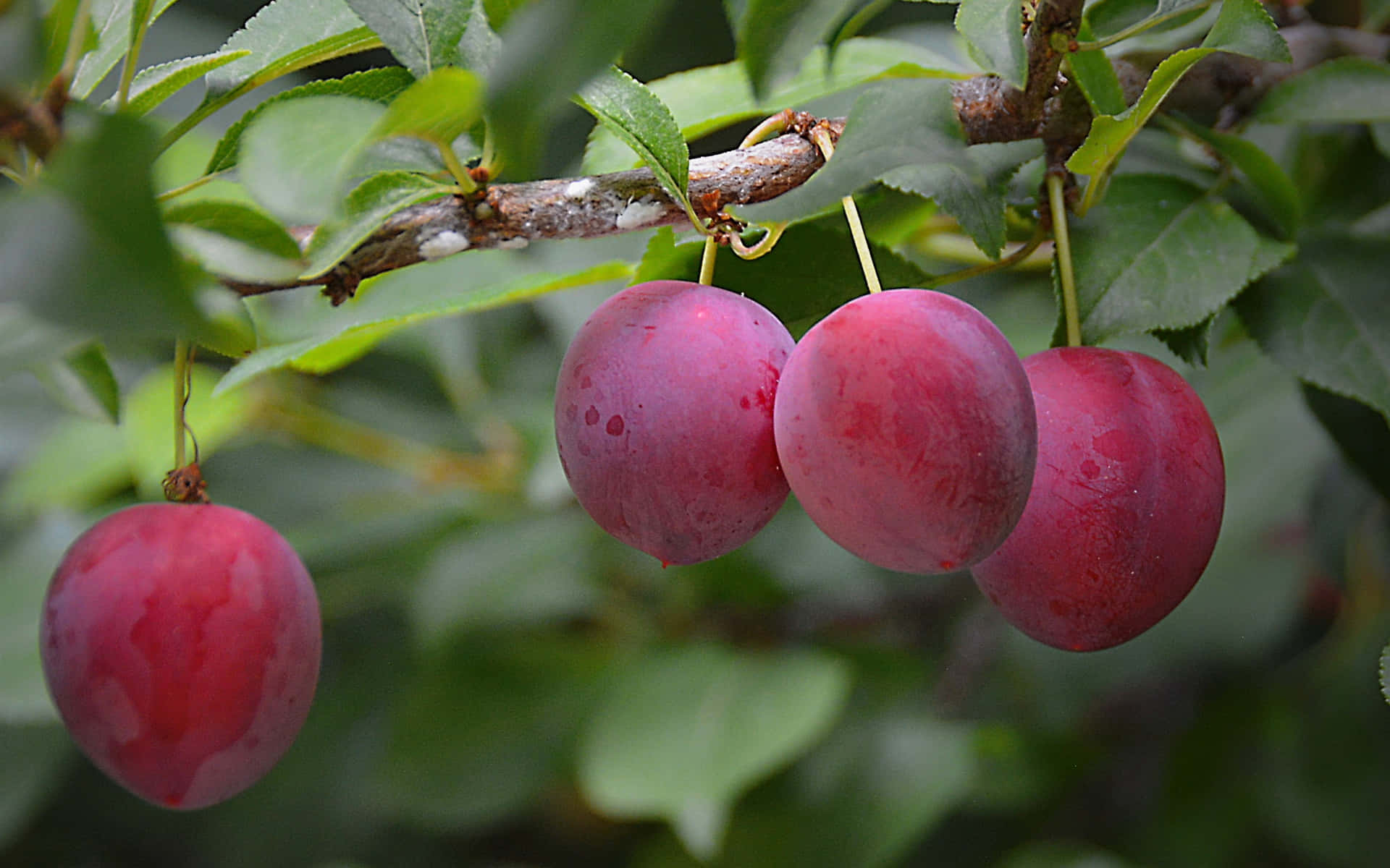 Italian Prune Plum Red Plump Fruits Background