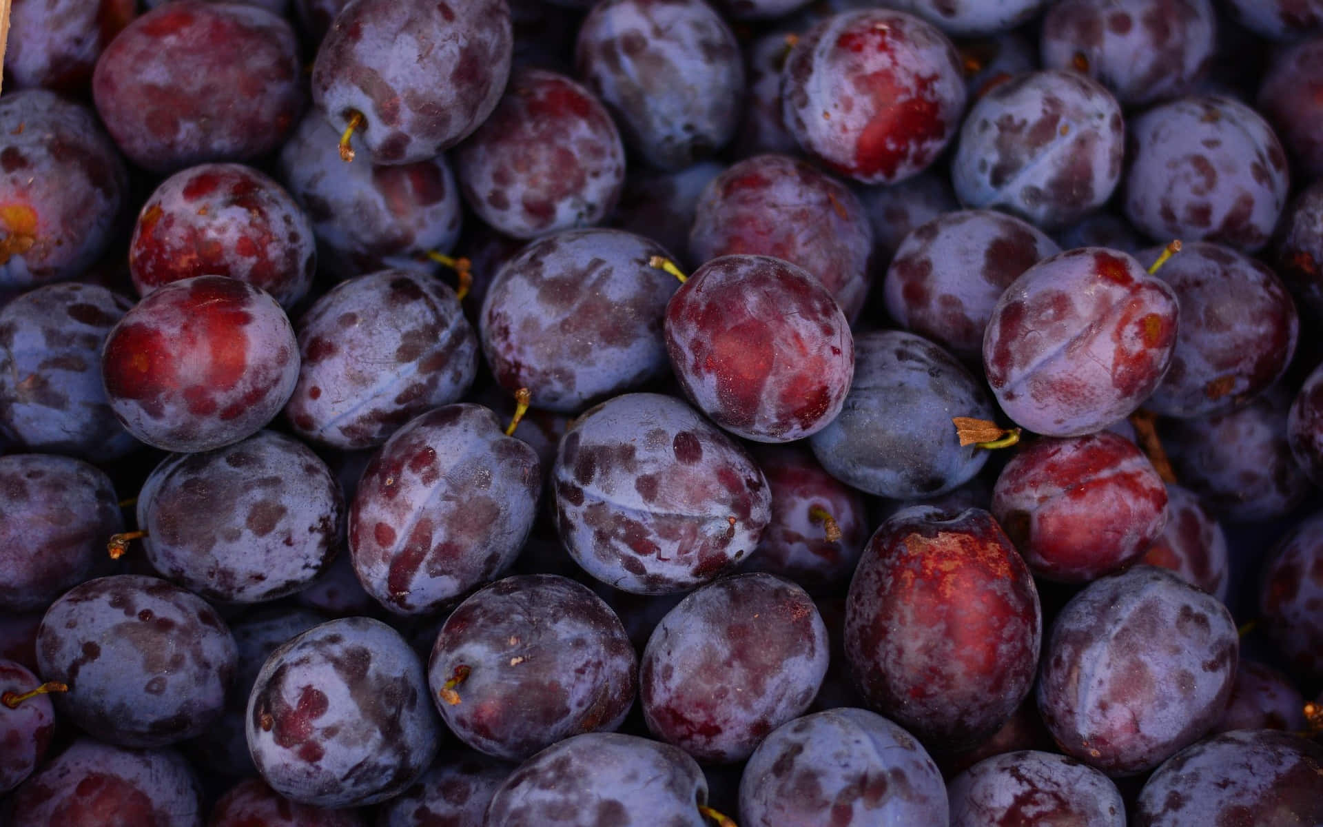 Italian Prune Plum Ripe Fresh Fruits Background