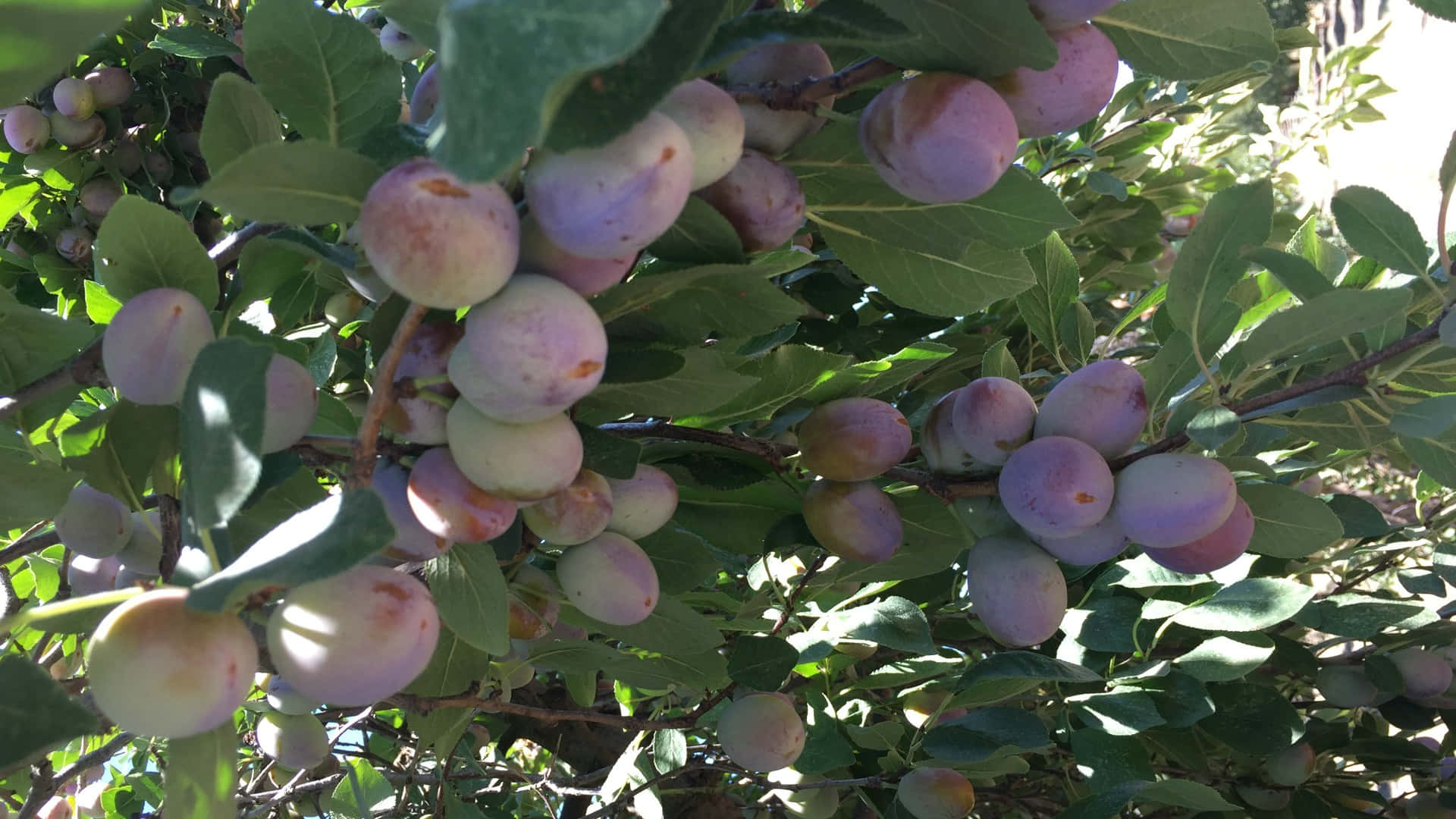 Italian Prune Plum Tree Farm Background