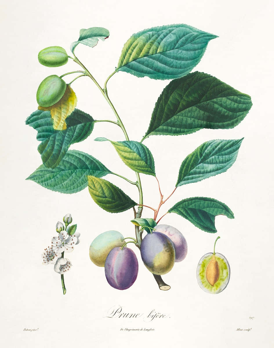 Italian Prune Plum Vine Plant Botanical Drawing Background