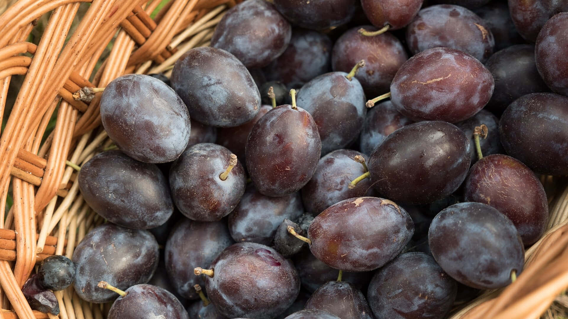 Italian Prune Plum With Distinctive Egg Shape And Dark Skin Background