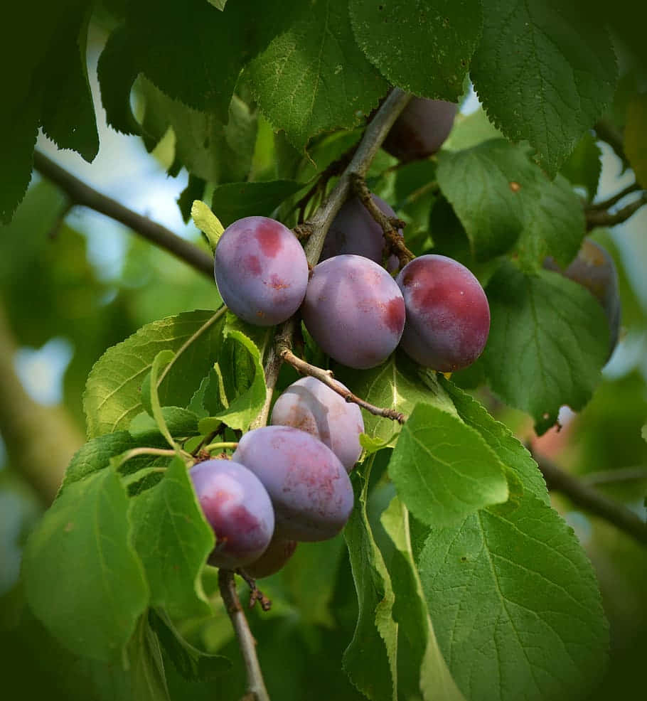 Italian Prune Sugar Plum Tree Background