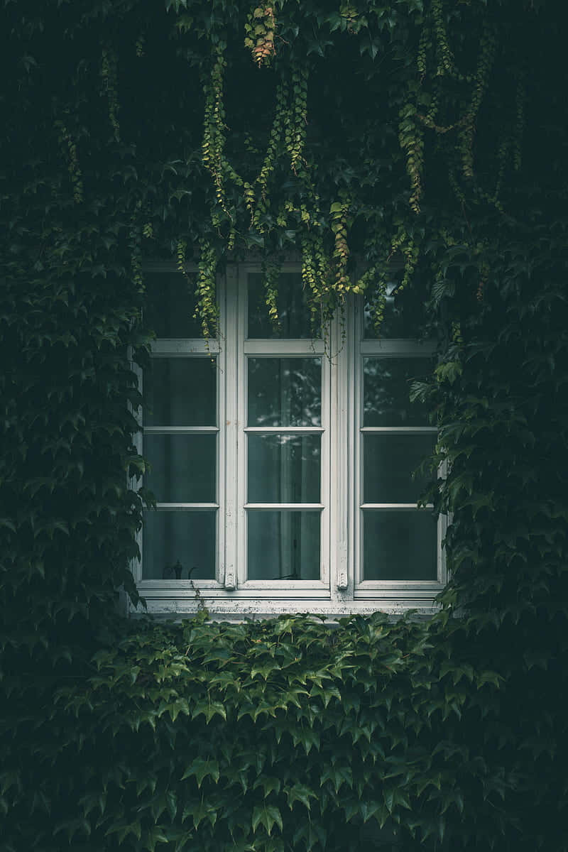 Ivy Clad Window Serenity Background