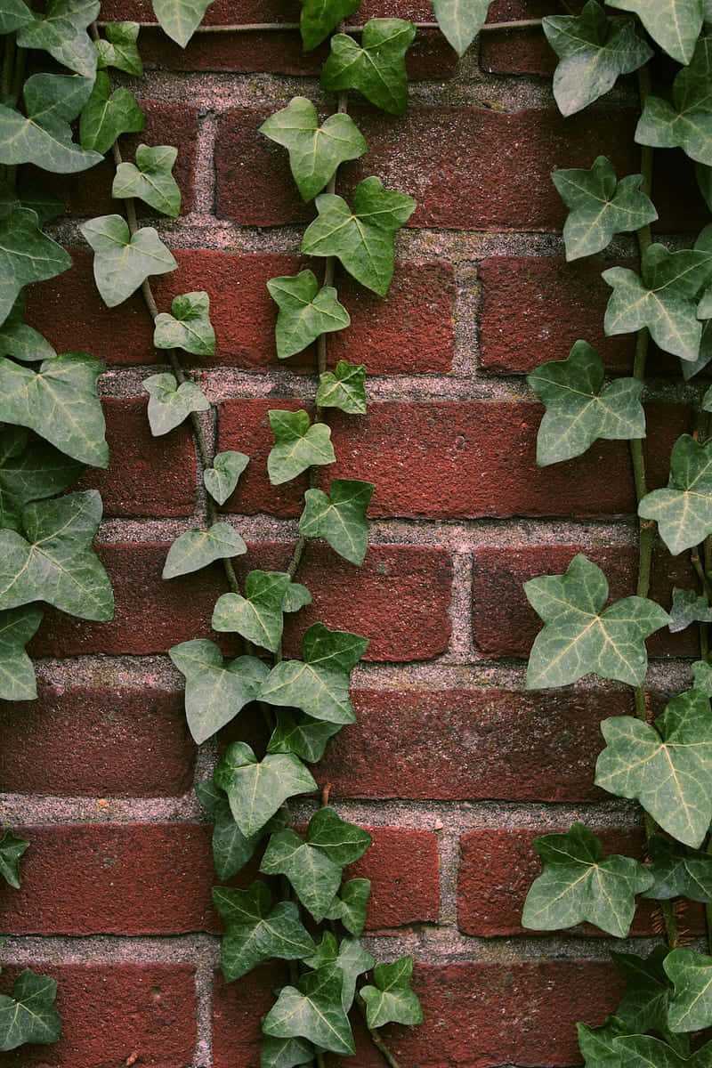 Ivy Covered Brick Wall Background