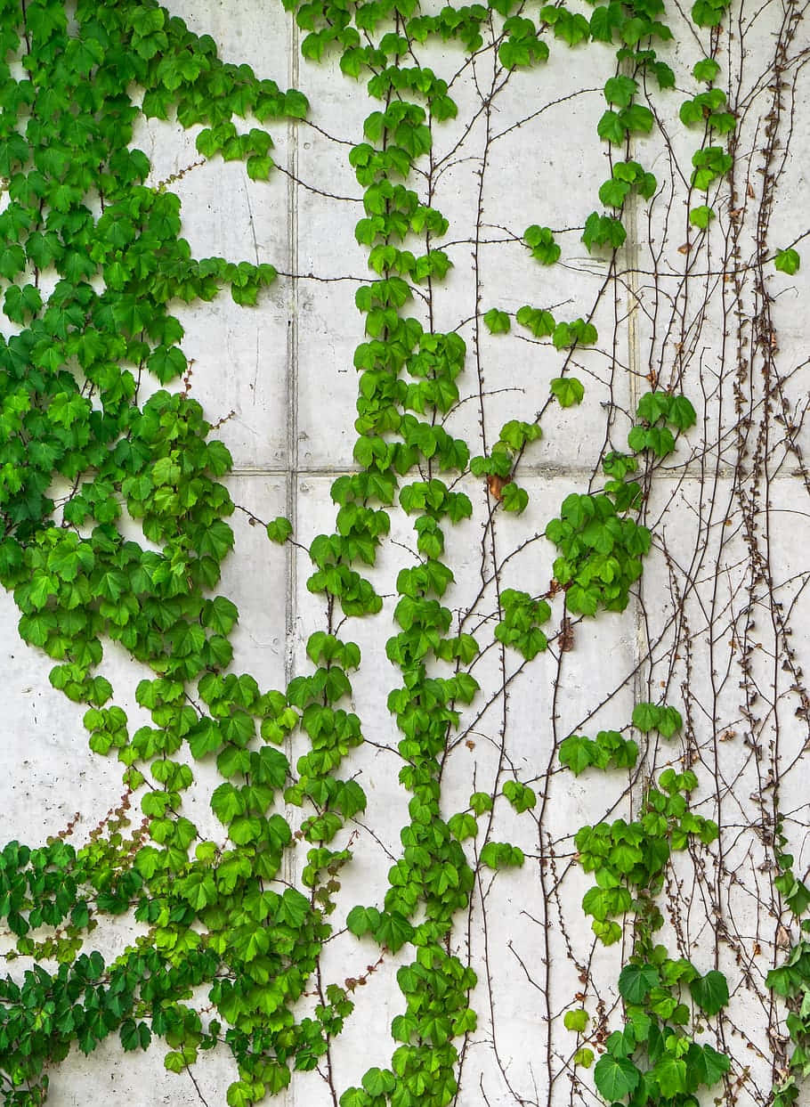 Ivy Covered Concrete Wall Background
