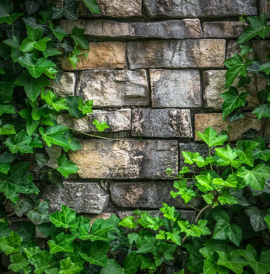 Ivy Covered Stone Wall Background