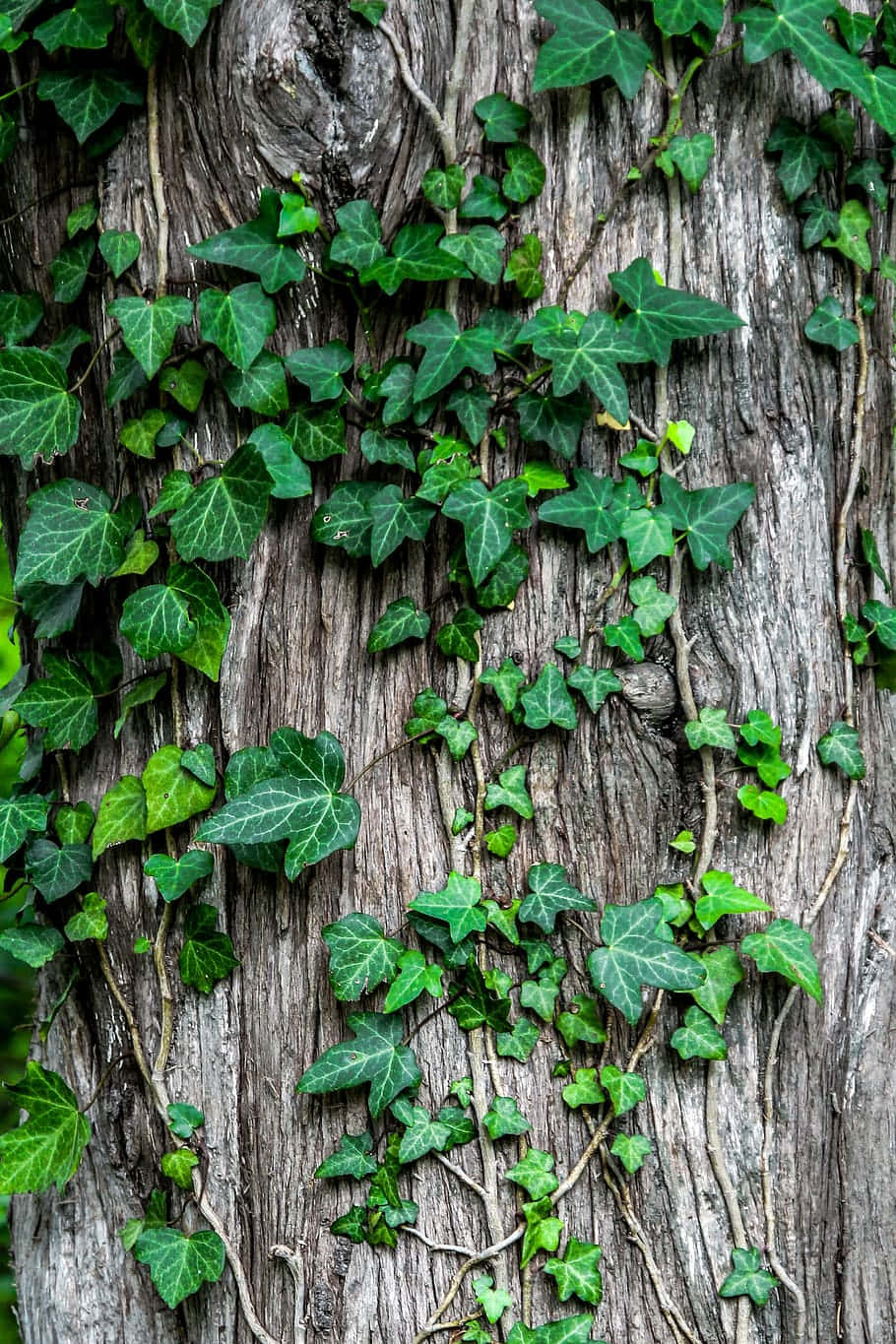 Ivy Covered Tree Bark Background