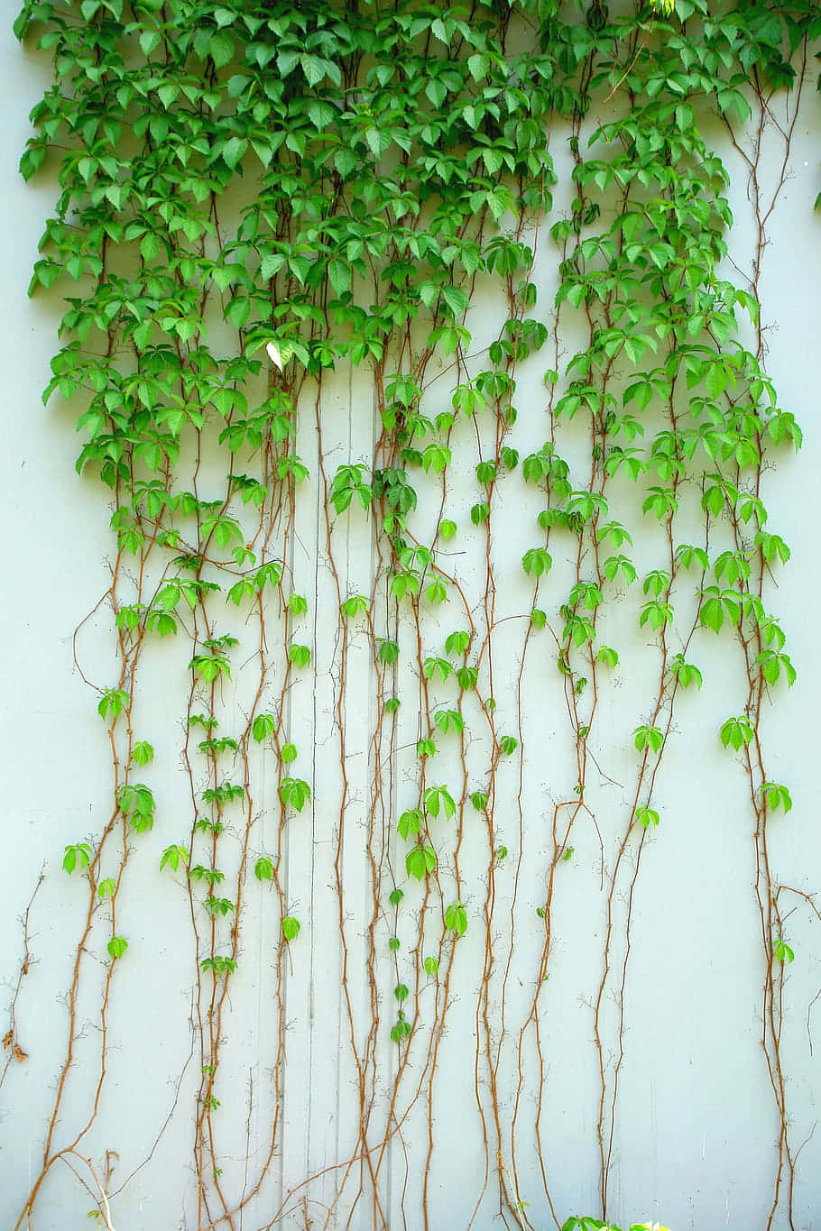 Ivy Covered Wall Greenery Background