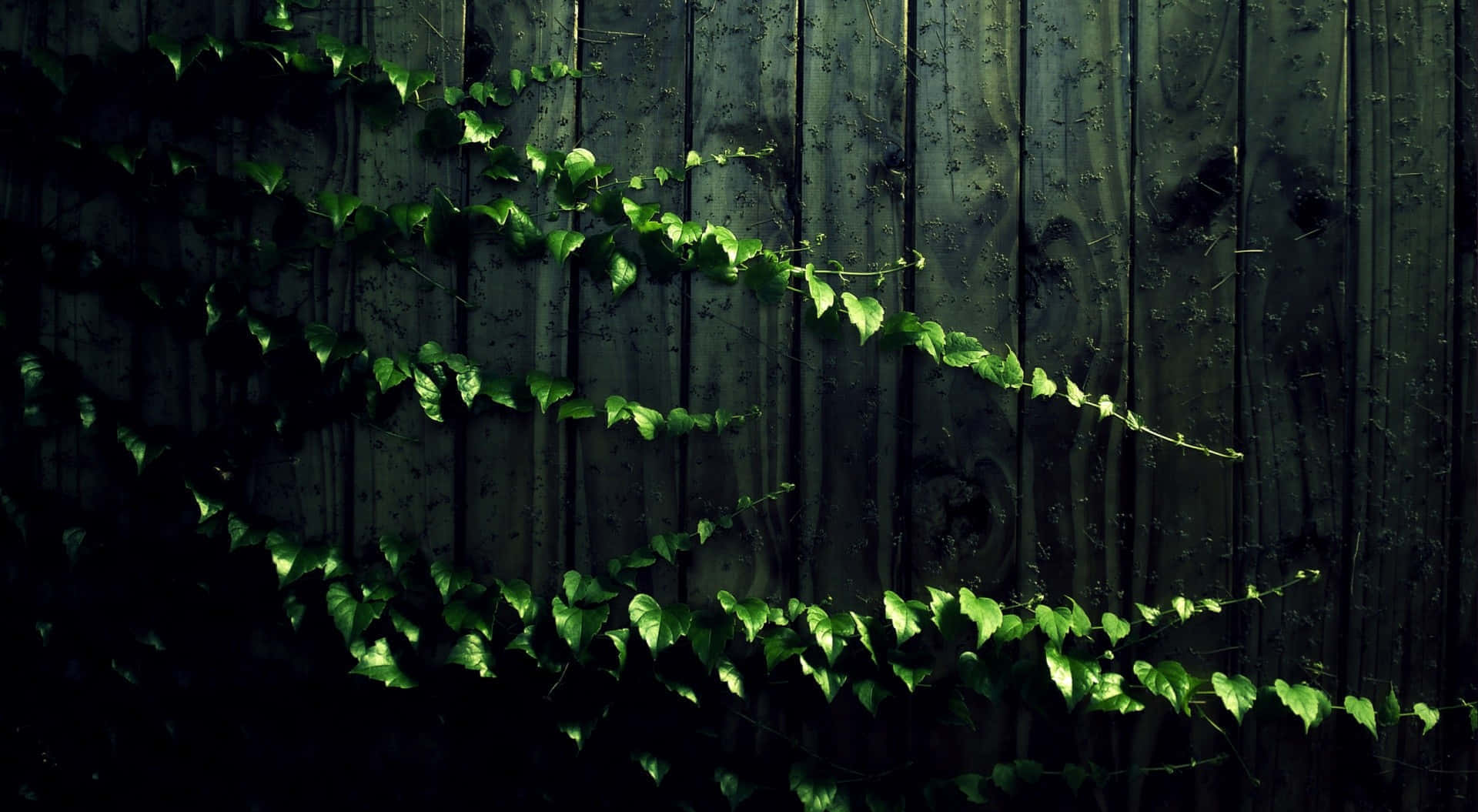 Ivy Covered Wooden Wall Background