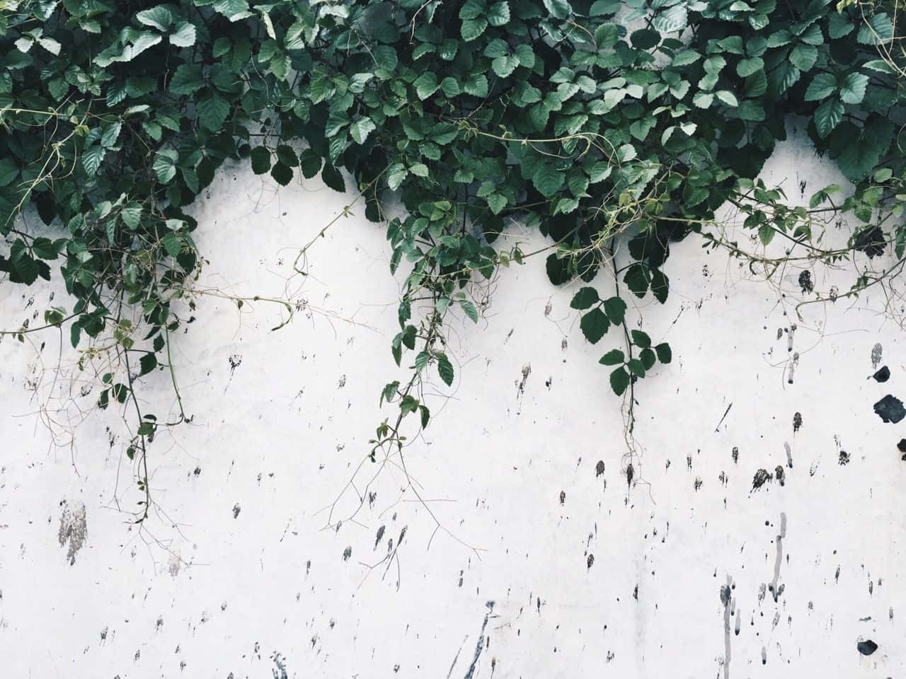 Ivy Growing On A White Wall Background