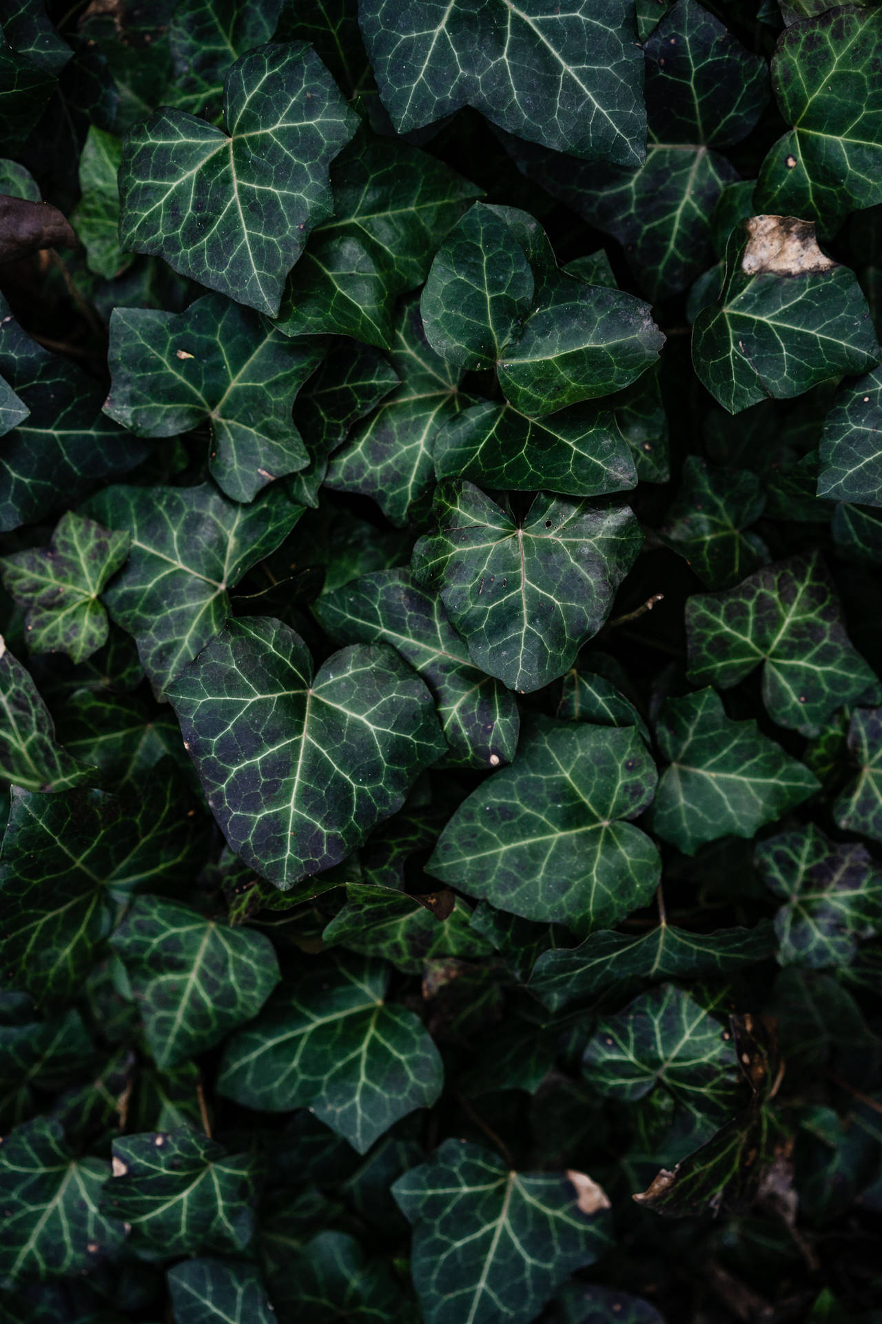 Ivy Plant Aesthetic Background