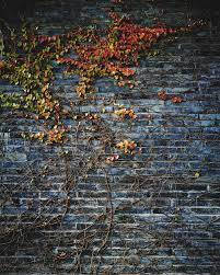 Ivy Wall Photo Background Background