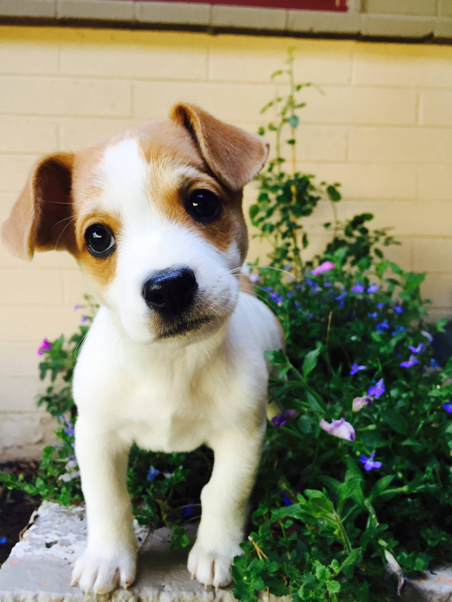 Jack Russell Terrier Baby Dog Background