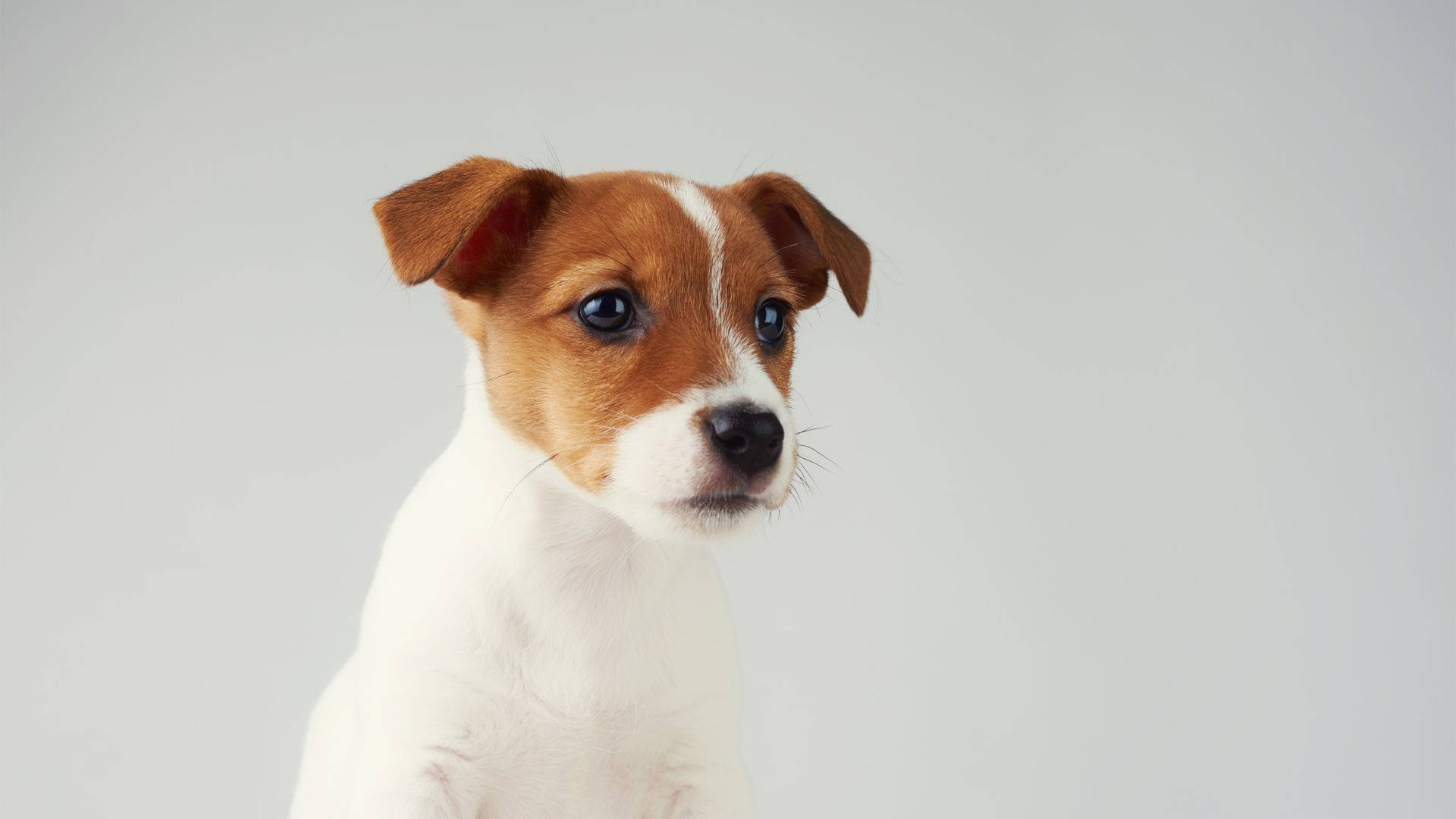 Jack Russell Terrier Baby Dog Puppy Eyes Background