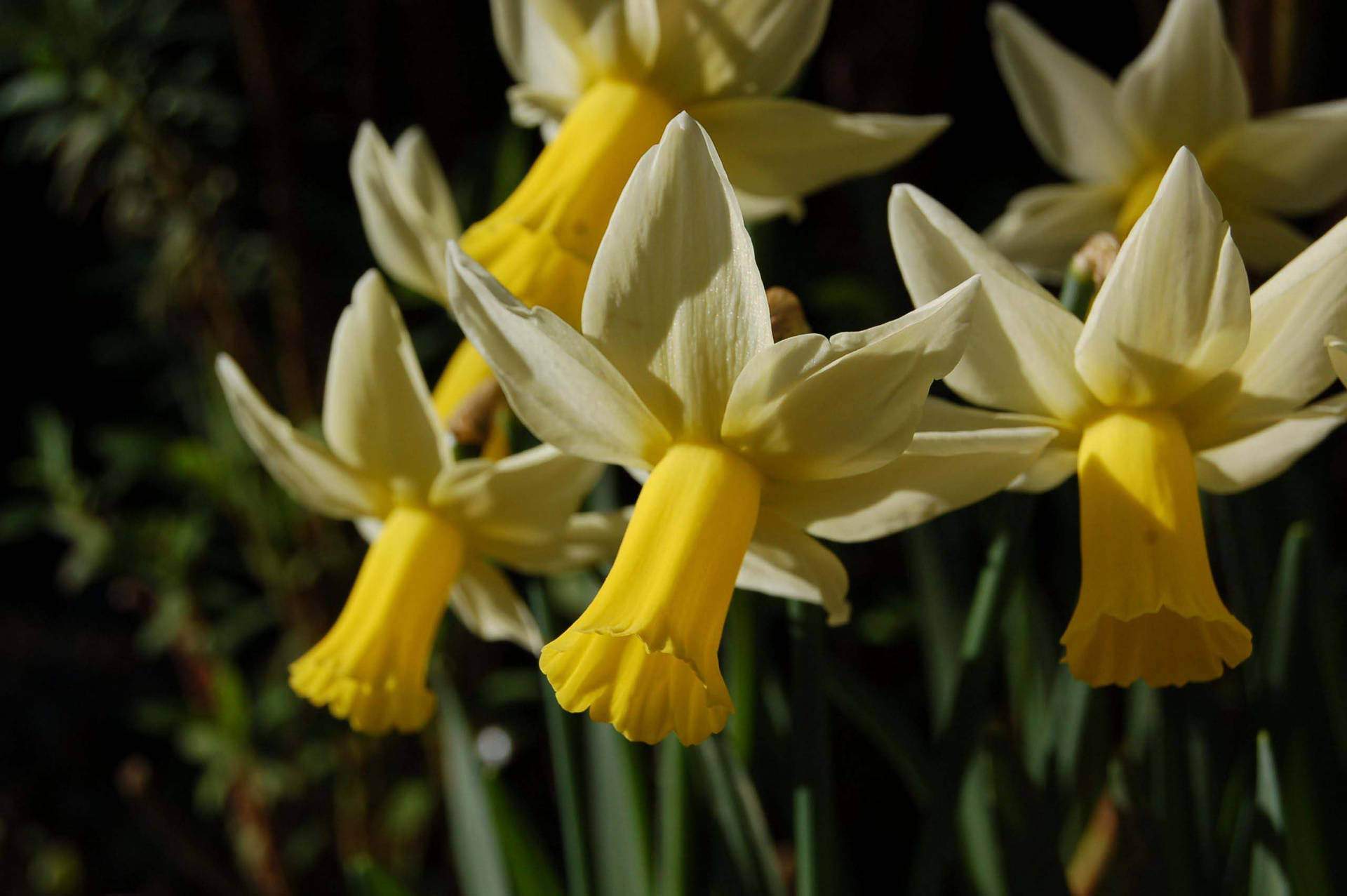 Jack Snipe Narcissus Flowers Background