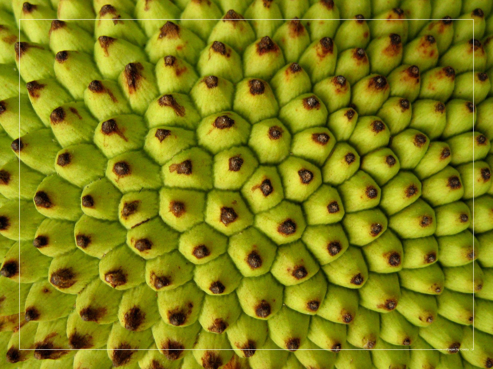 Jackfruit Rind Pattern Background