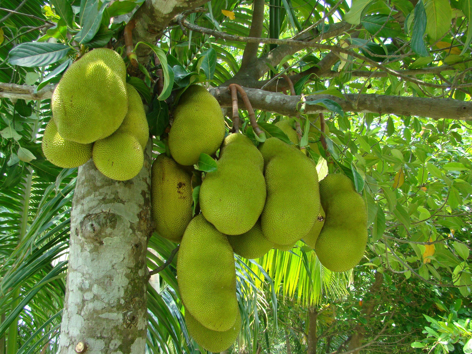 Jackfruit Tree Growing Many Fruits Background