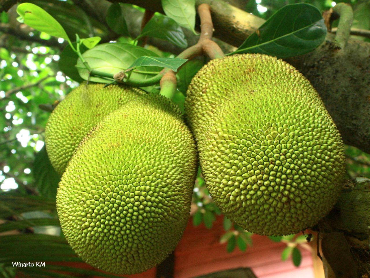 Jackfruit Tree With Big Fruits