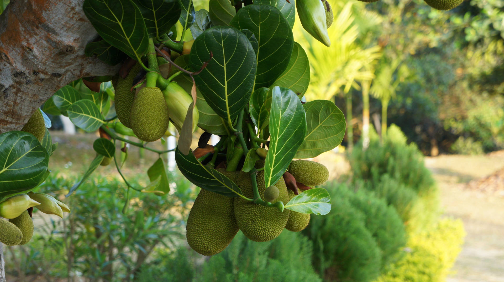 Jackfruit Tree With Fruits