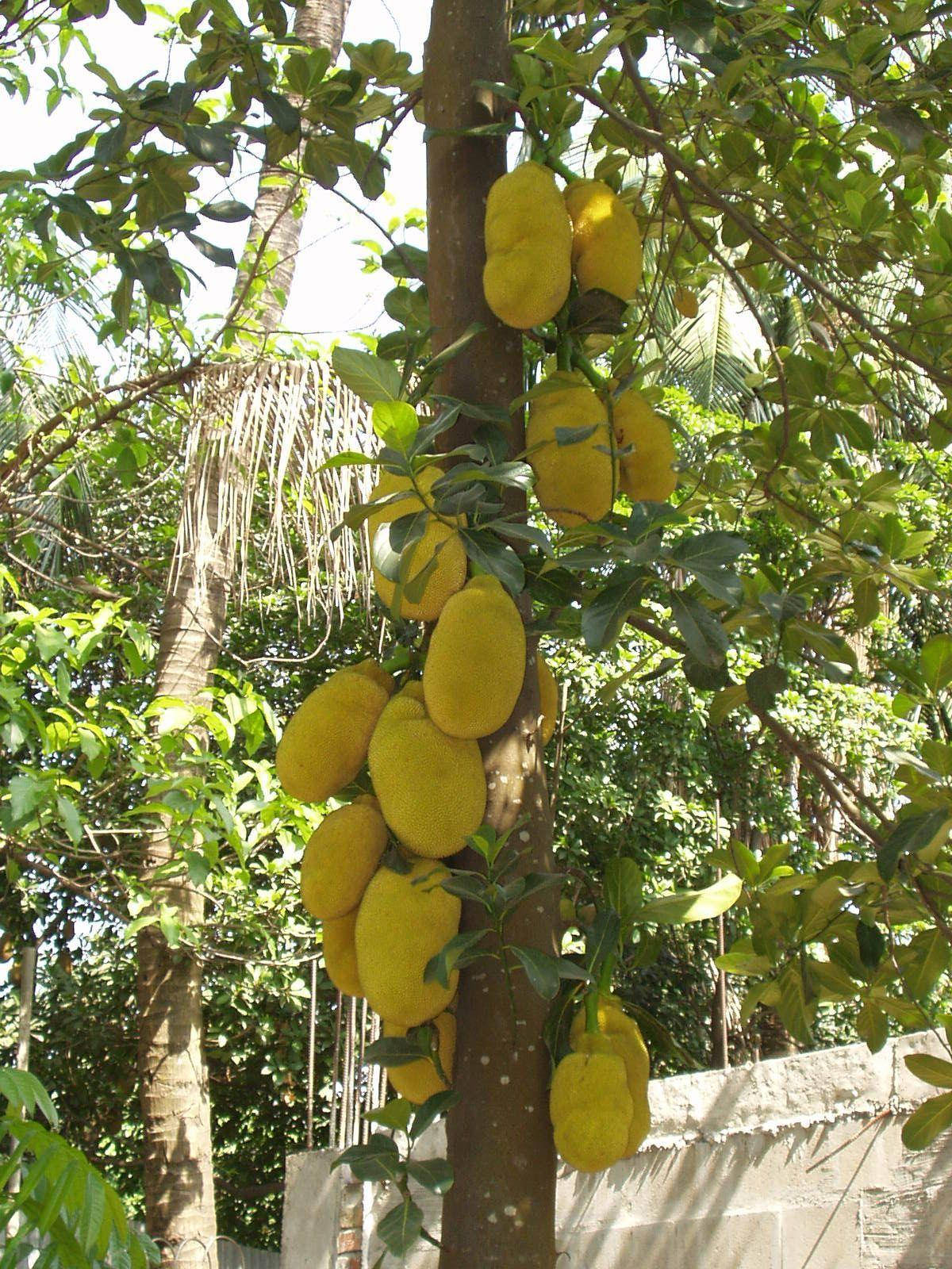 Jackfruit Tree With Many Fruits