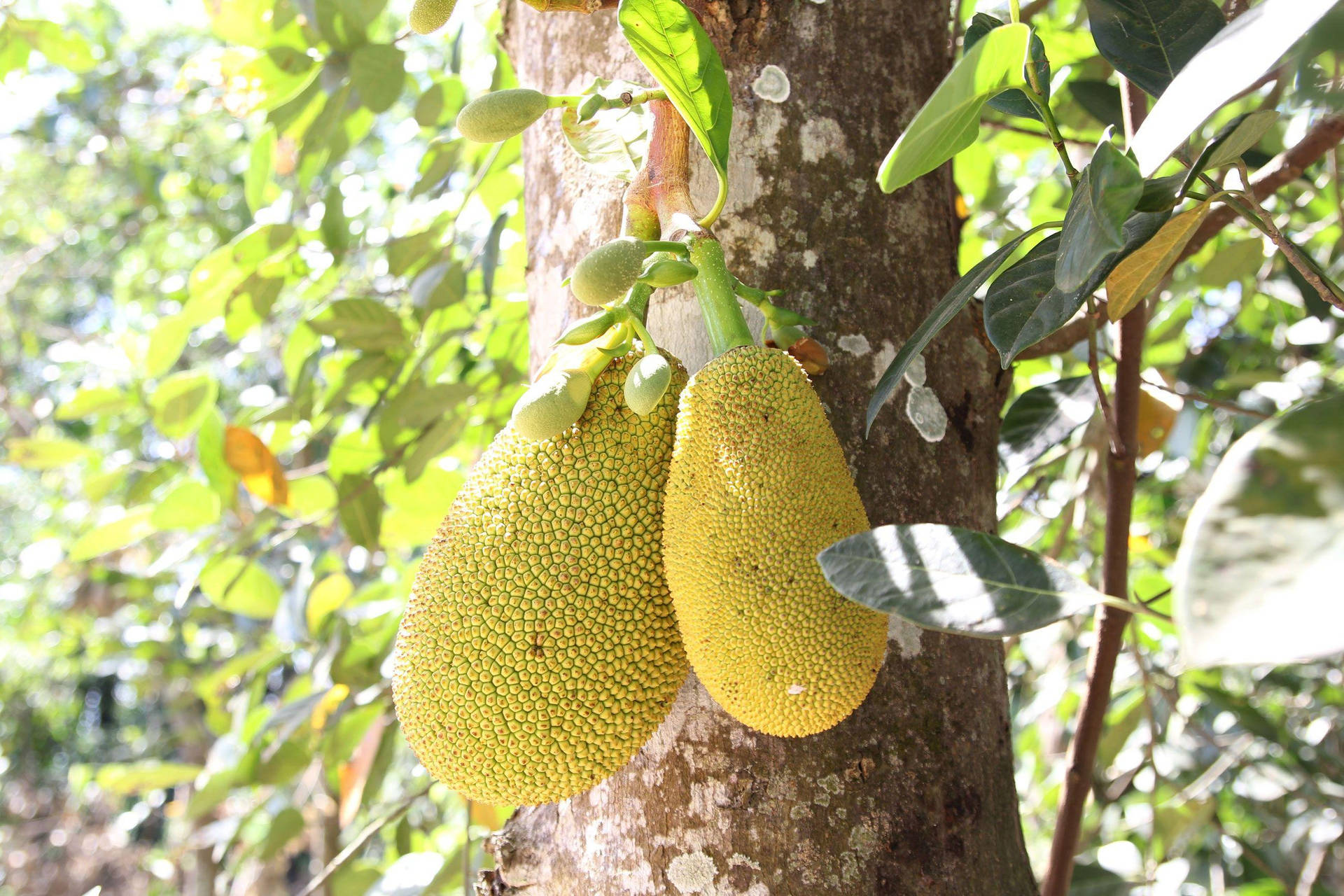 Jackfruit Tree With Ripe Fruits