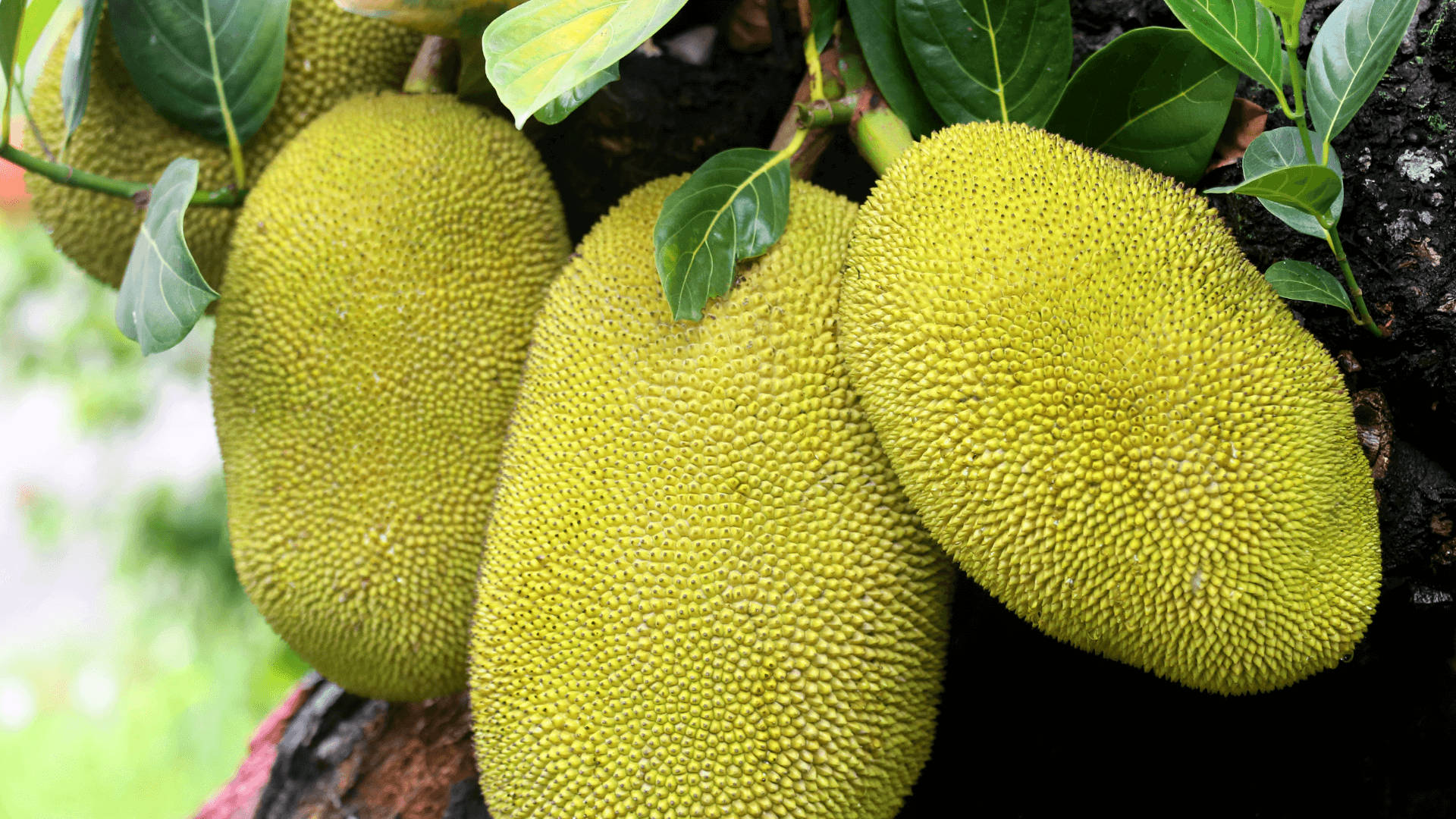 Jackfruit Tree With Unripe Fruits