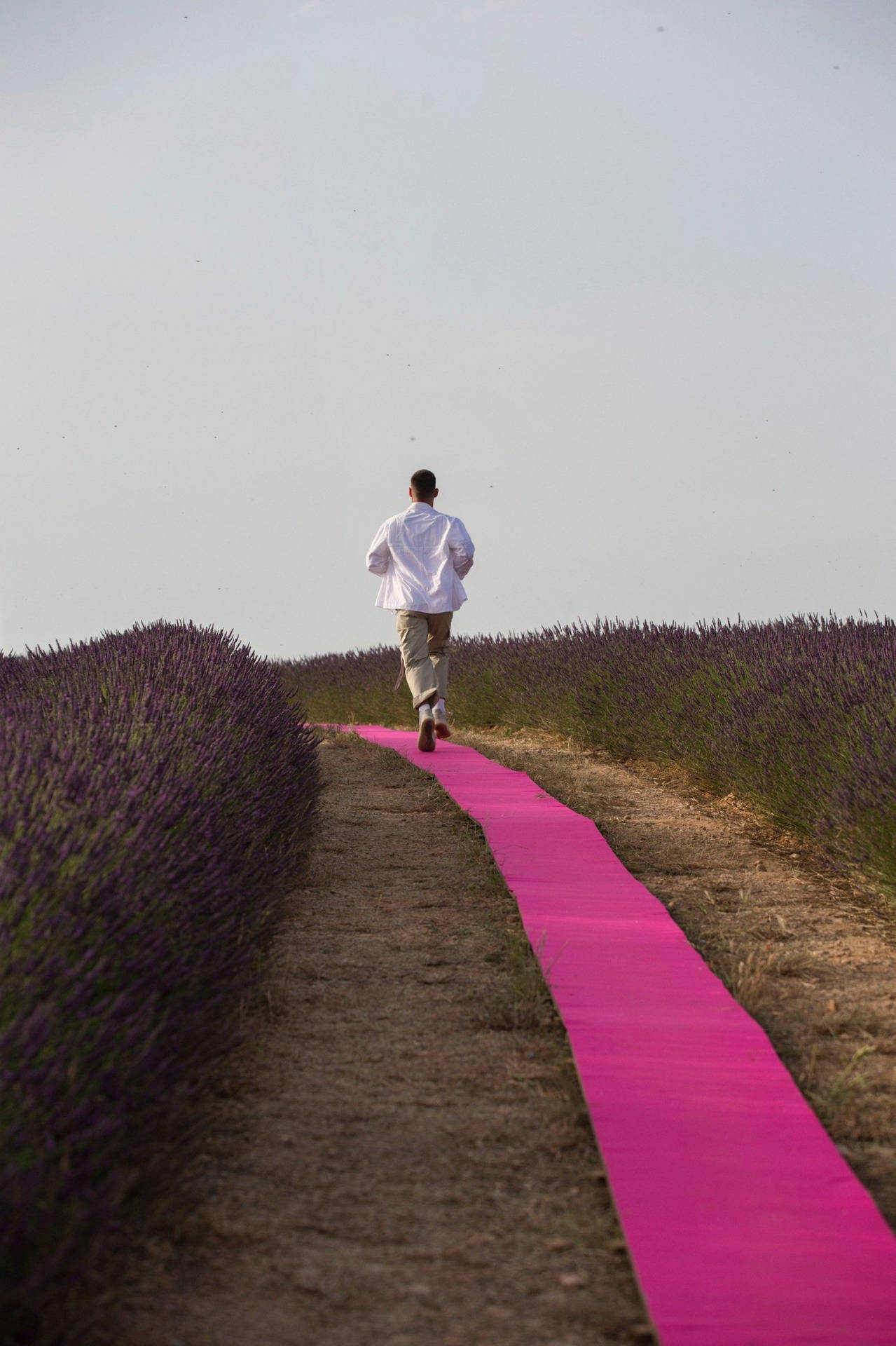 Jacquemus Runway In Lavender Field Background