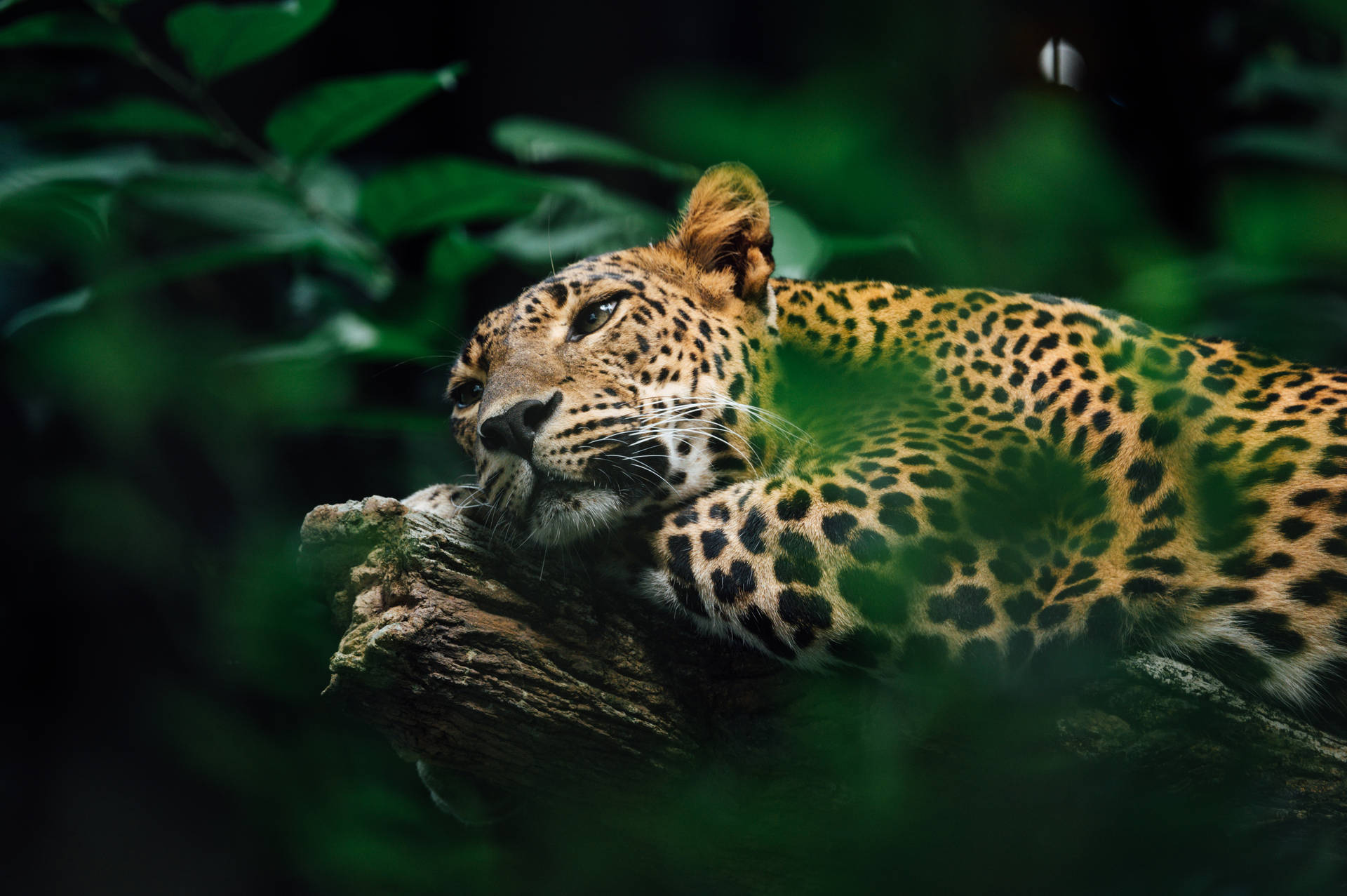 Jaguar At Amazon Forest