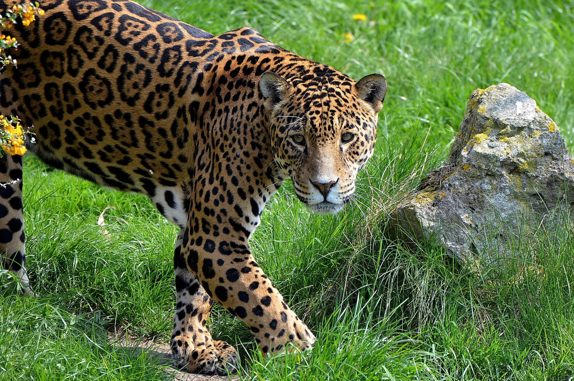 Jaguar At Grassland