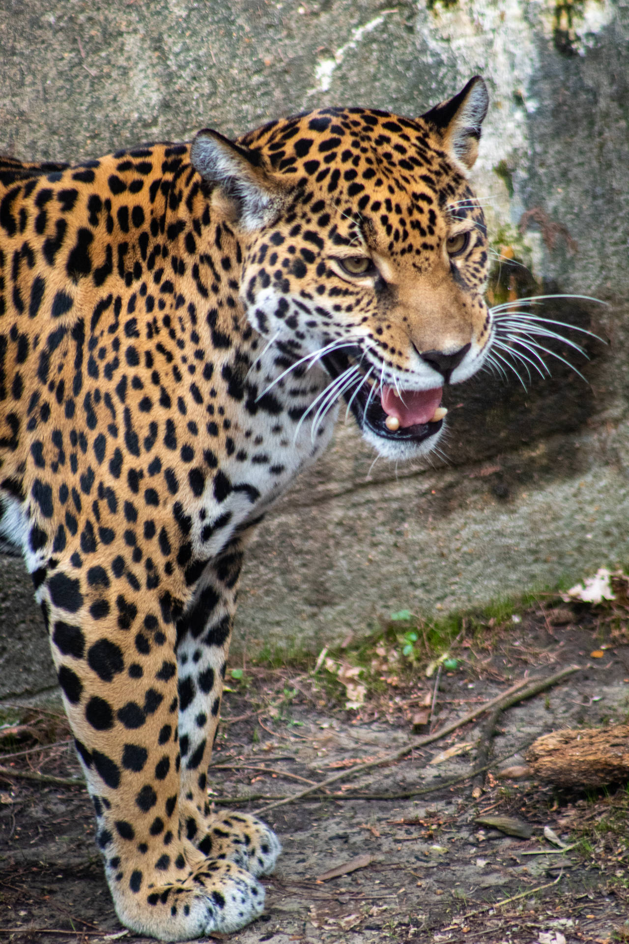 Jaguar At Memphis Zoo