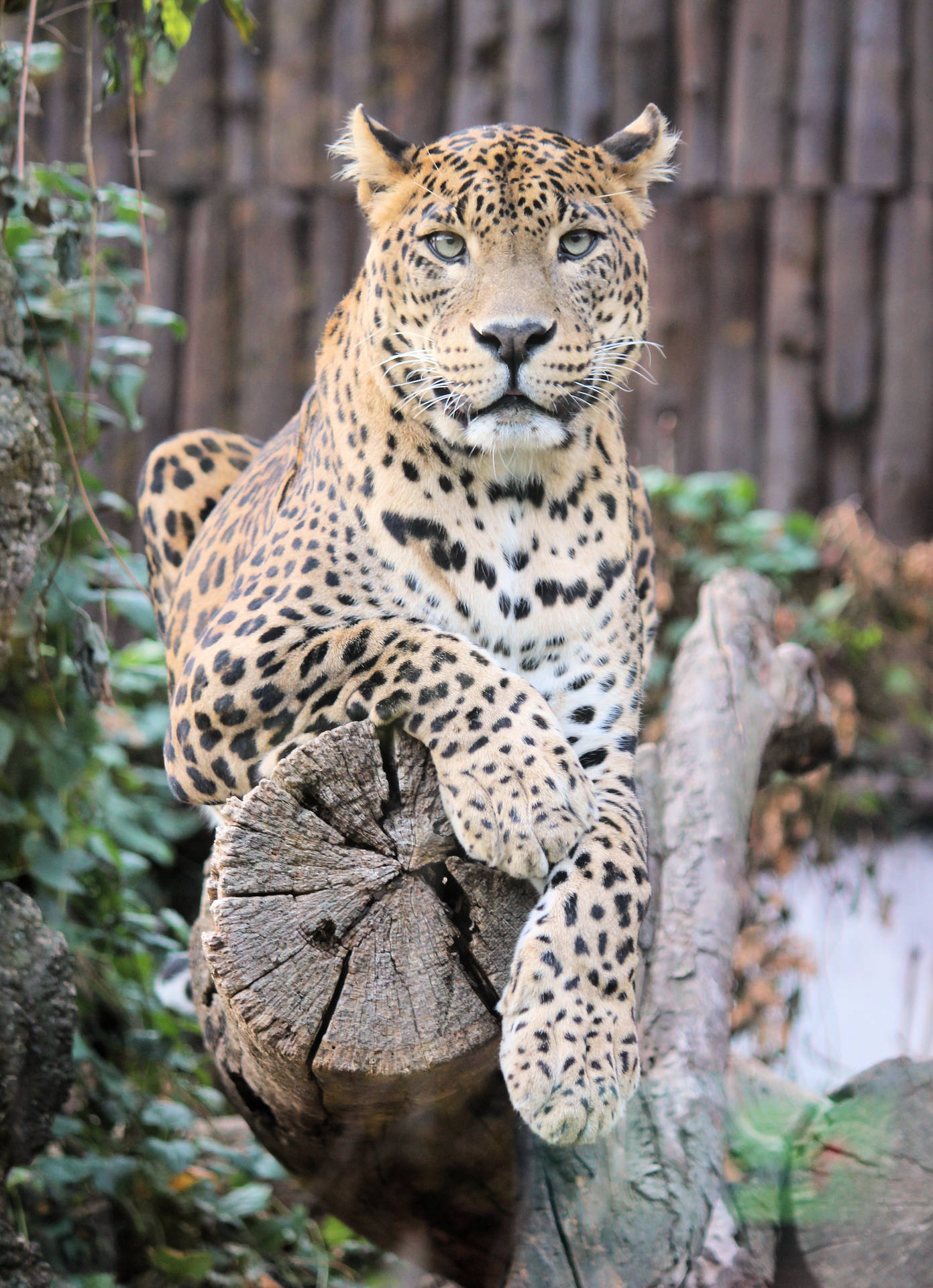 Jaguar At Mundo Park