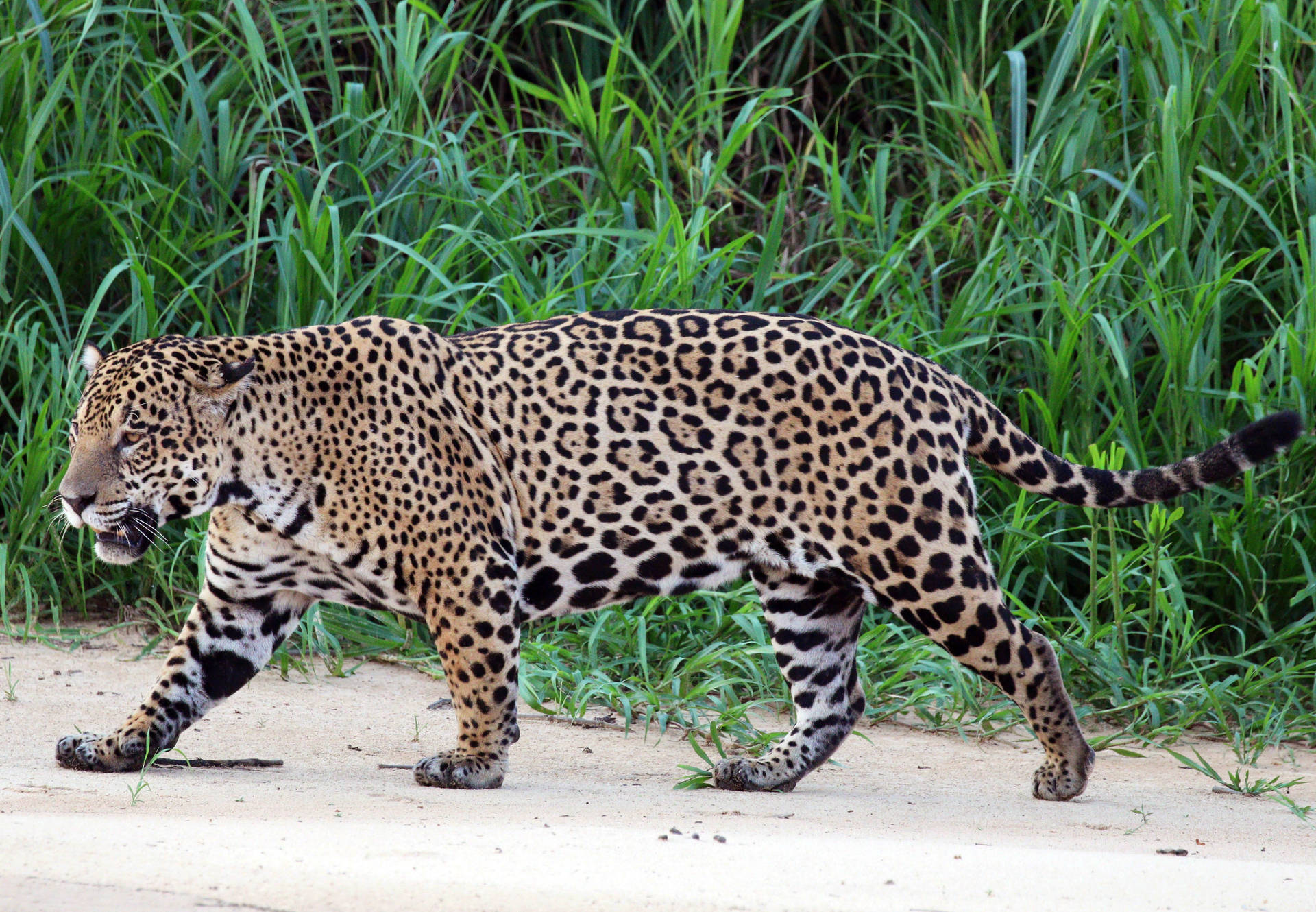 Jaguar At Three Brothers River Background