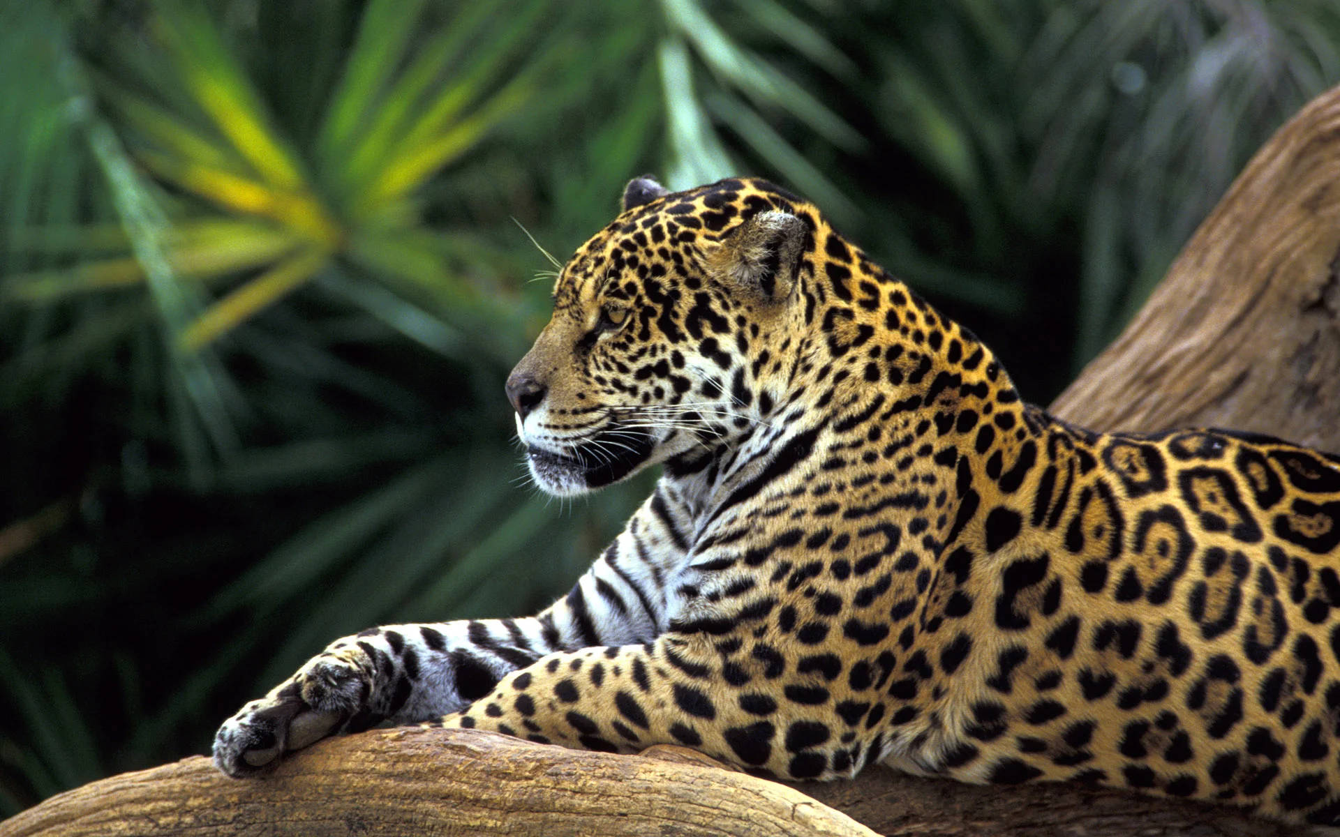Jaguar In Amazonas Forest
