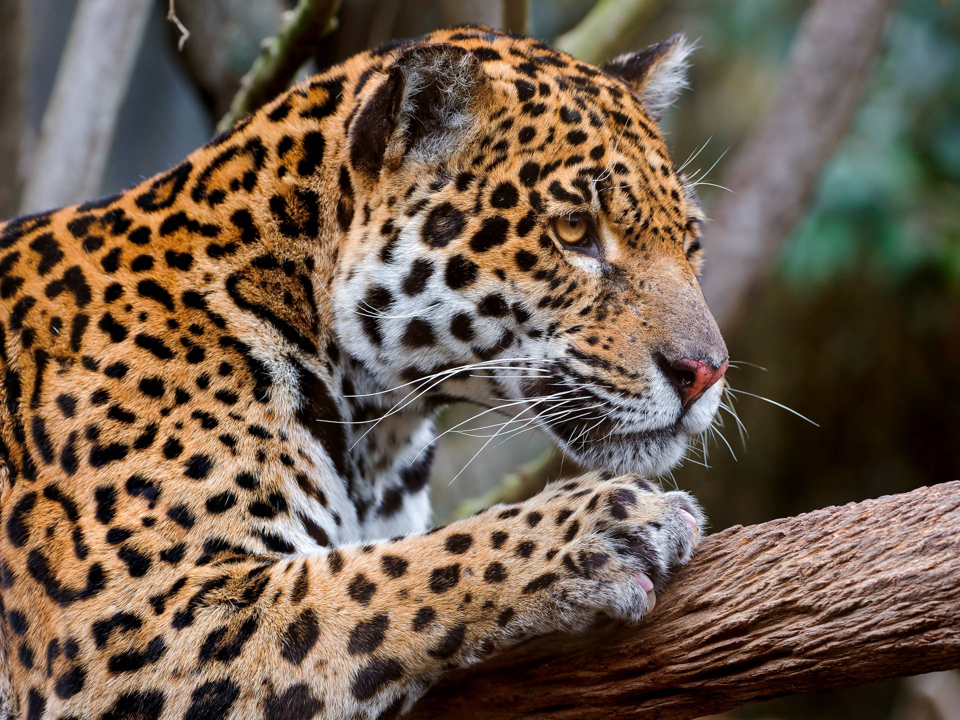 Jaguar In Amnéville Zoo Background