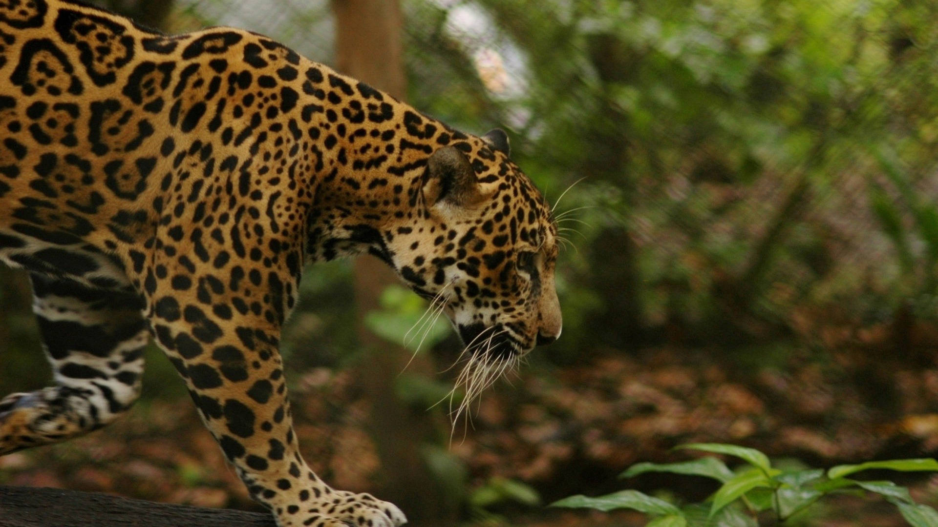Jaguar In Jungle