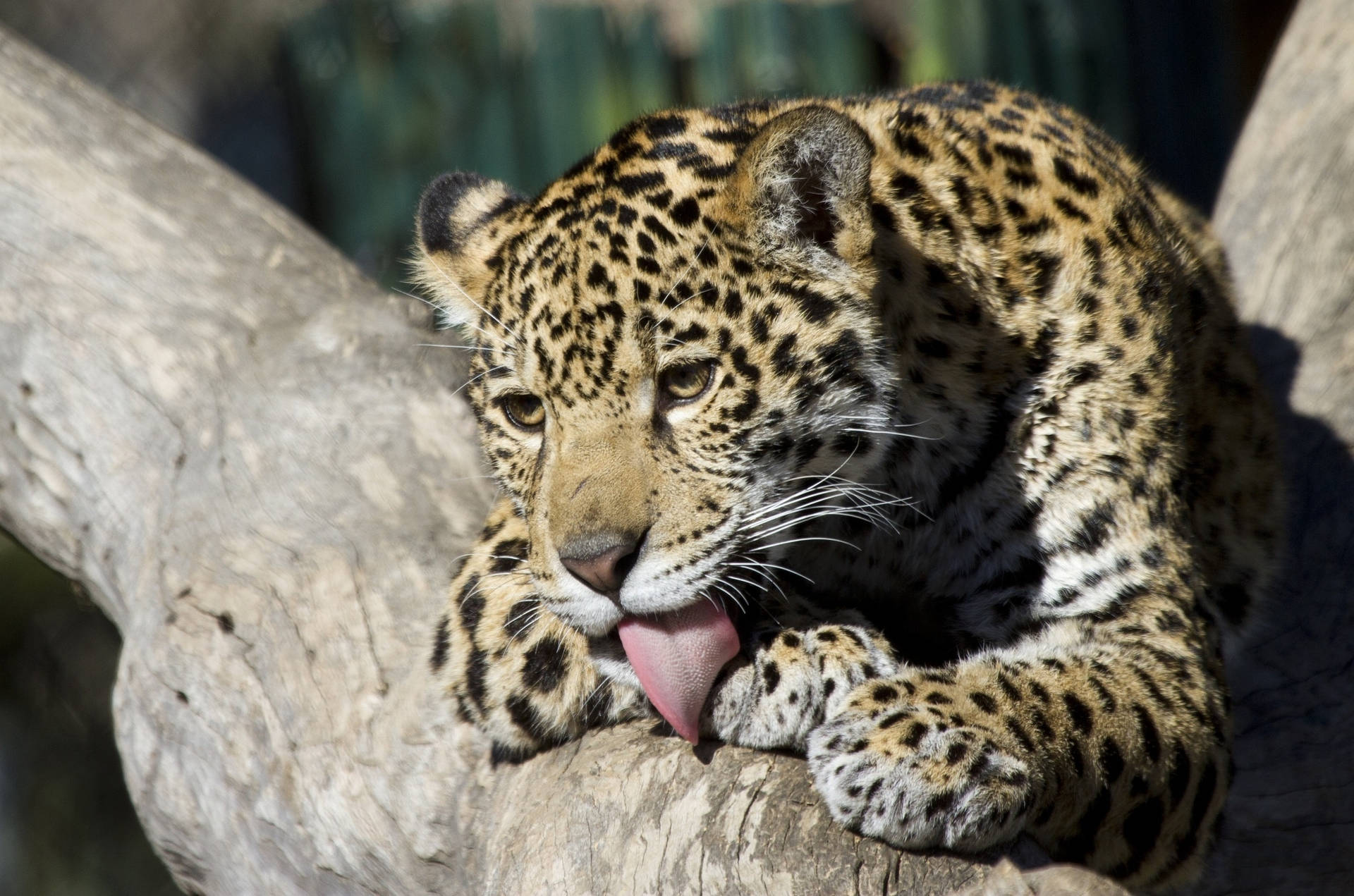 Jaguar Licking Paws Background