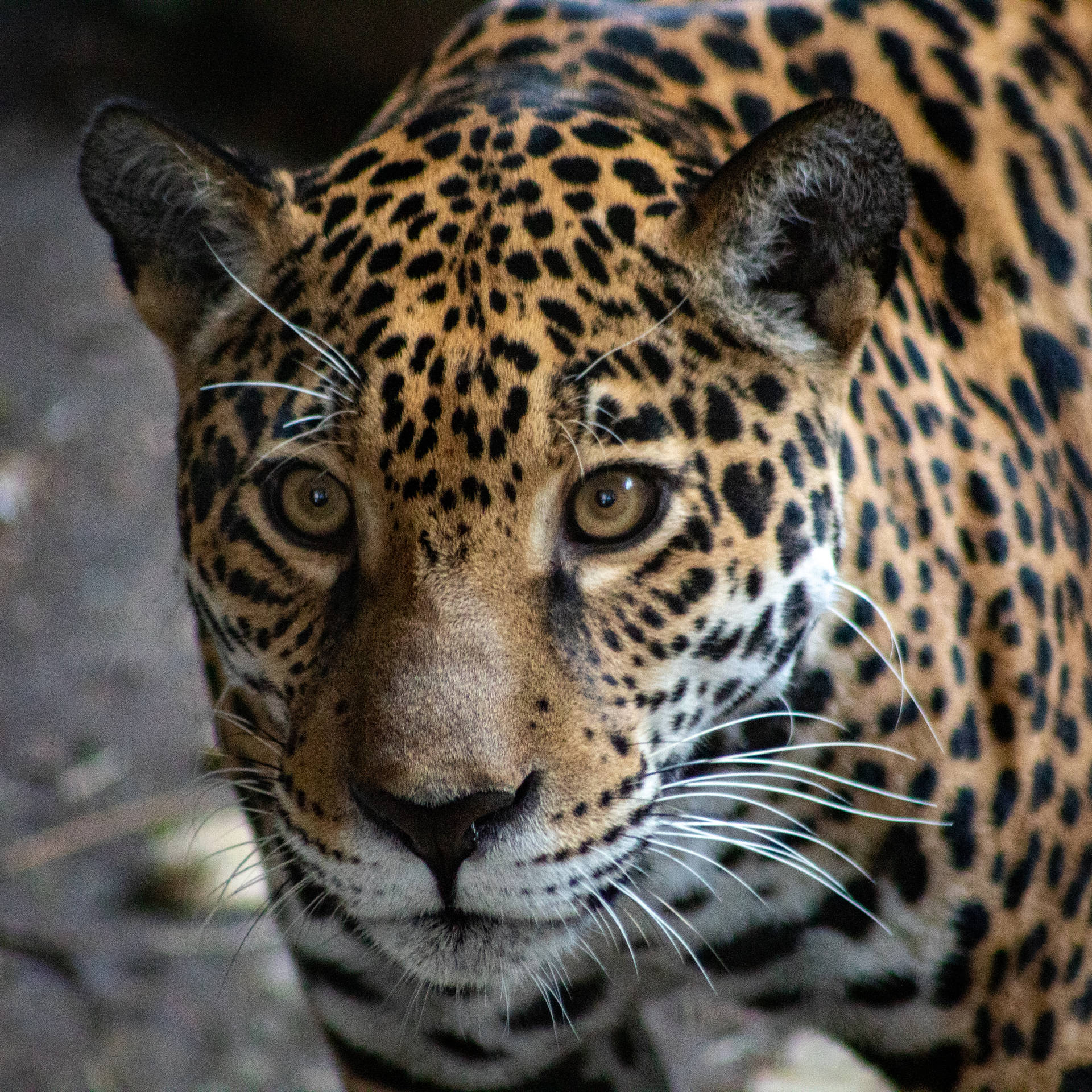 Jaguar Macro Eyes
