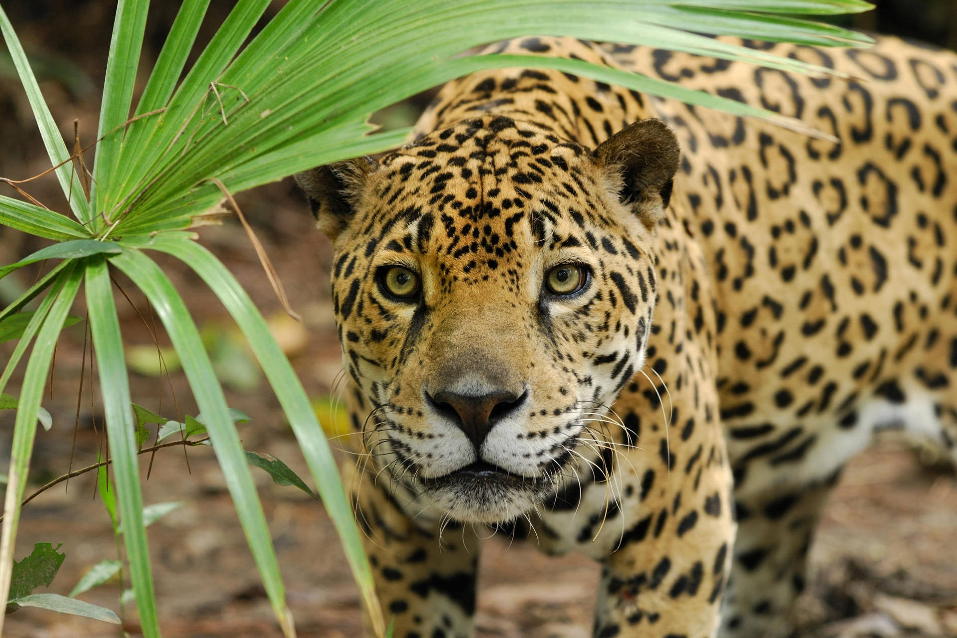 Jaguar Near Palm Fronds